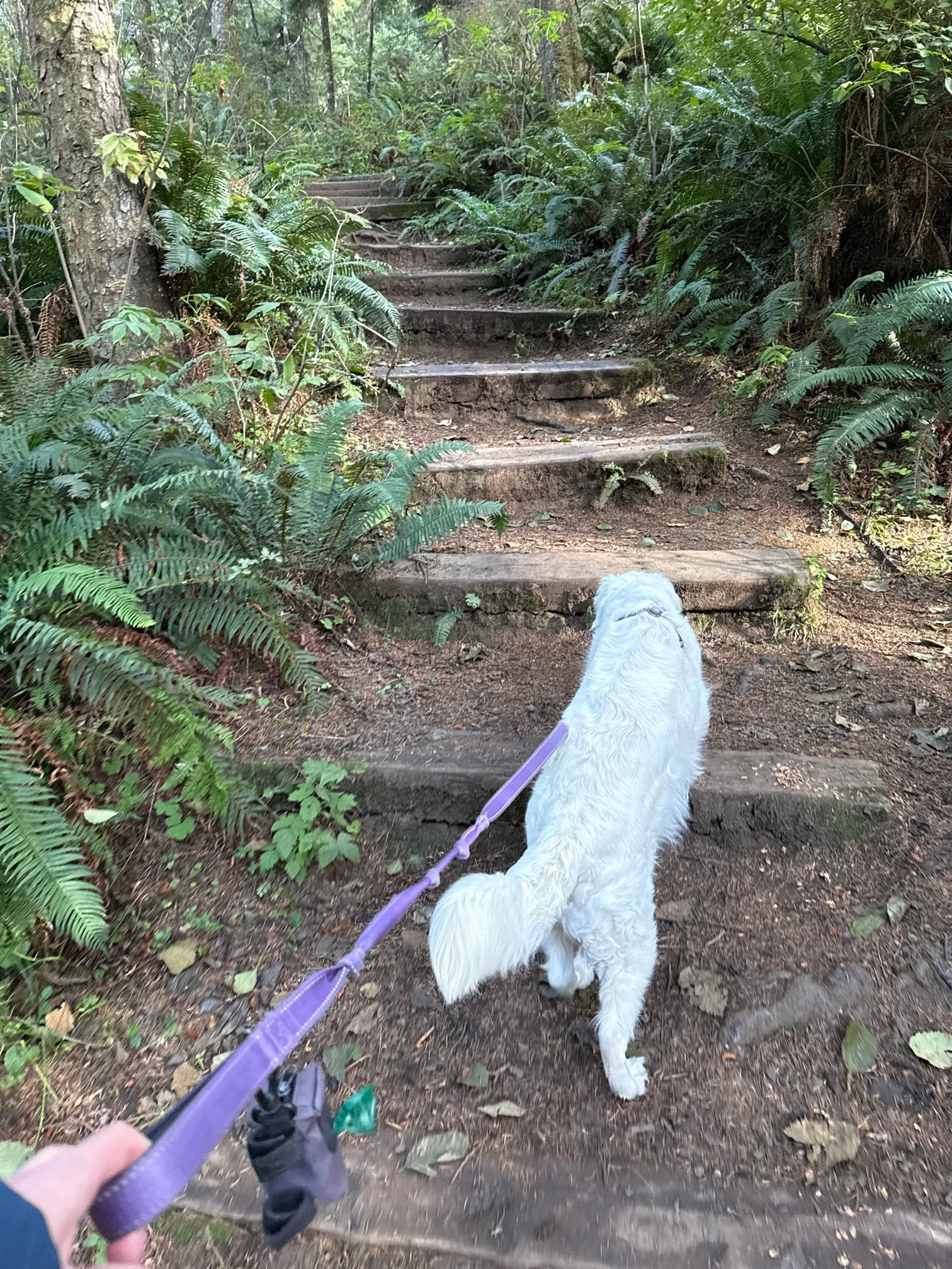 Crescent Beach Trail