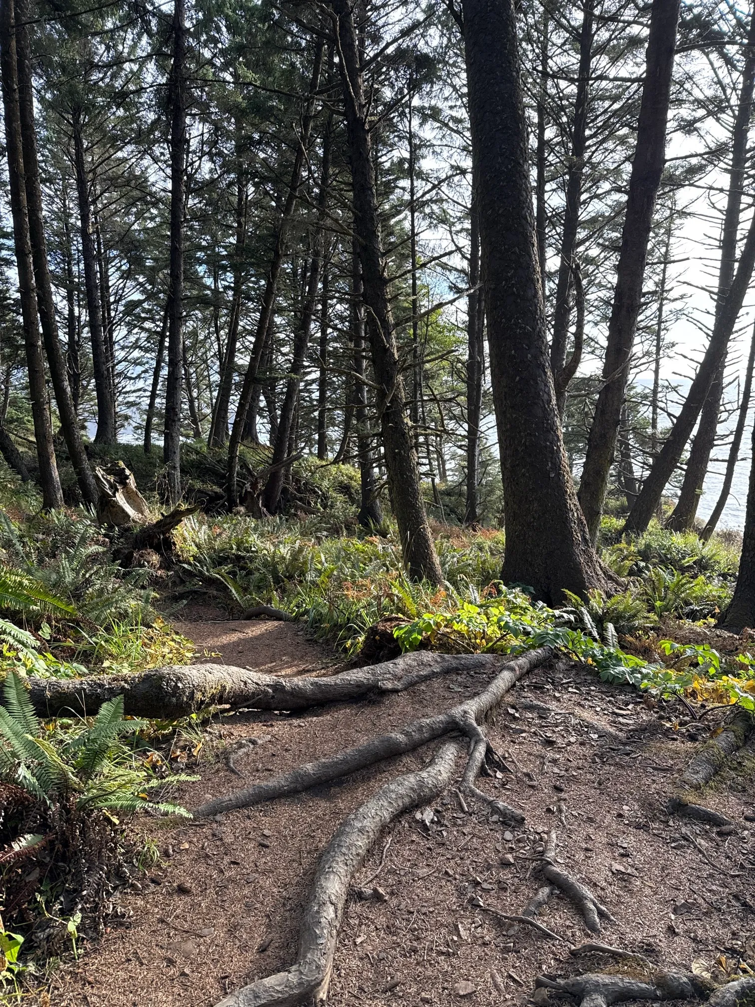 Crescent Beach Trail