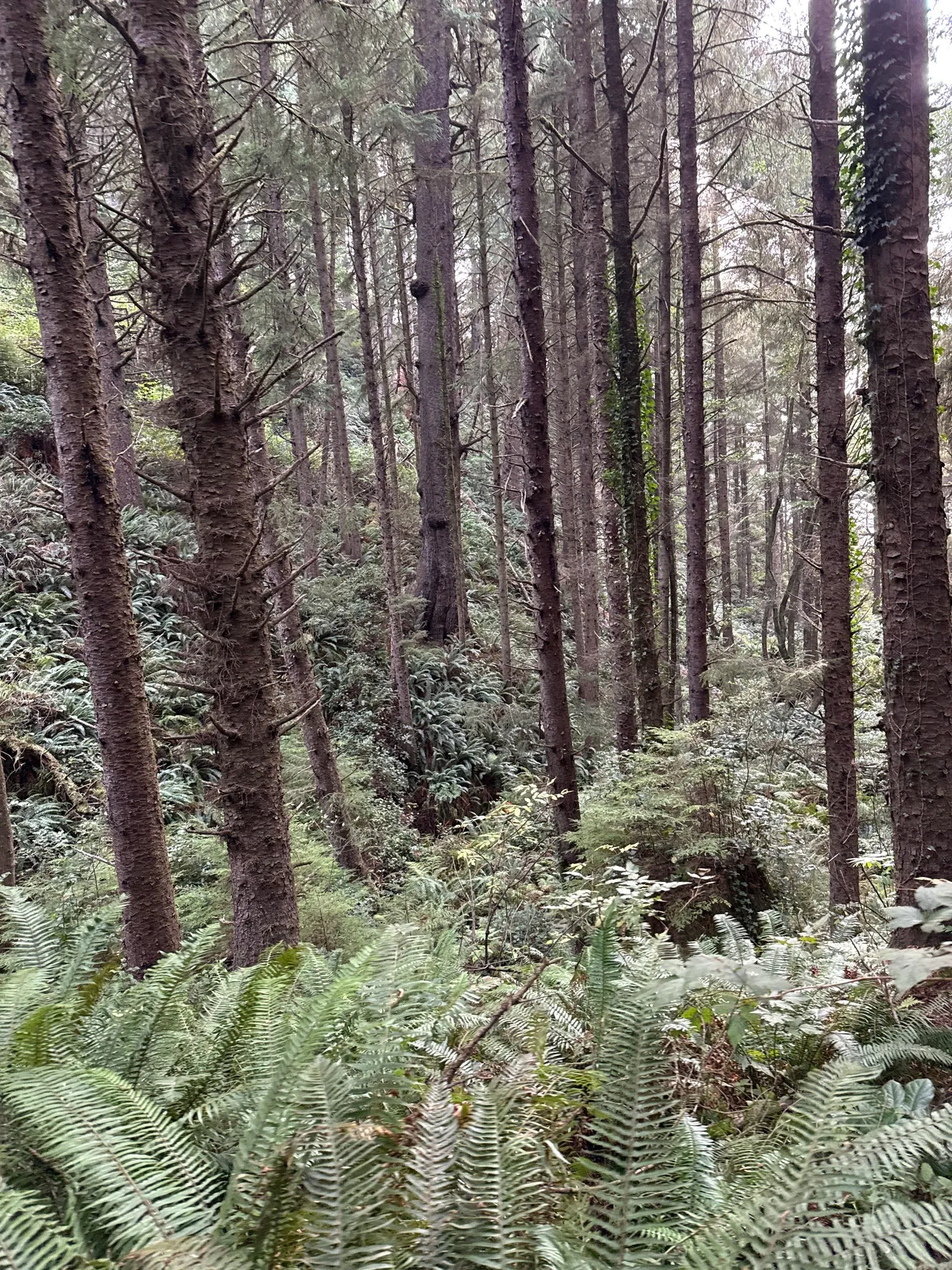 Crescent Beach Trail