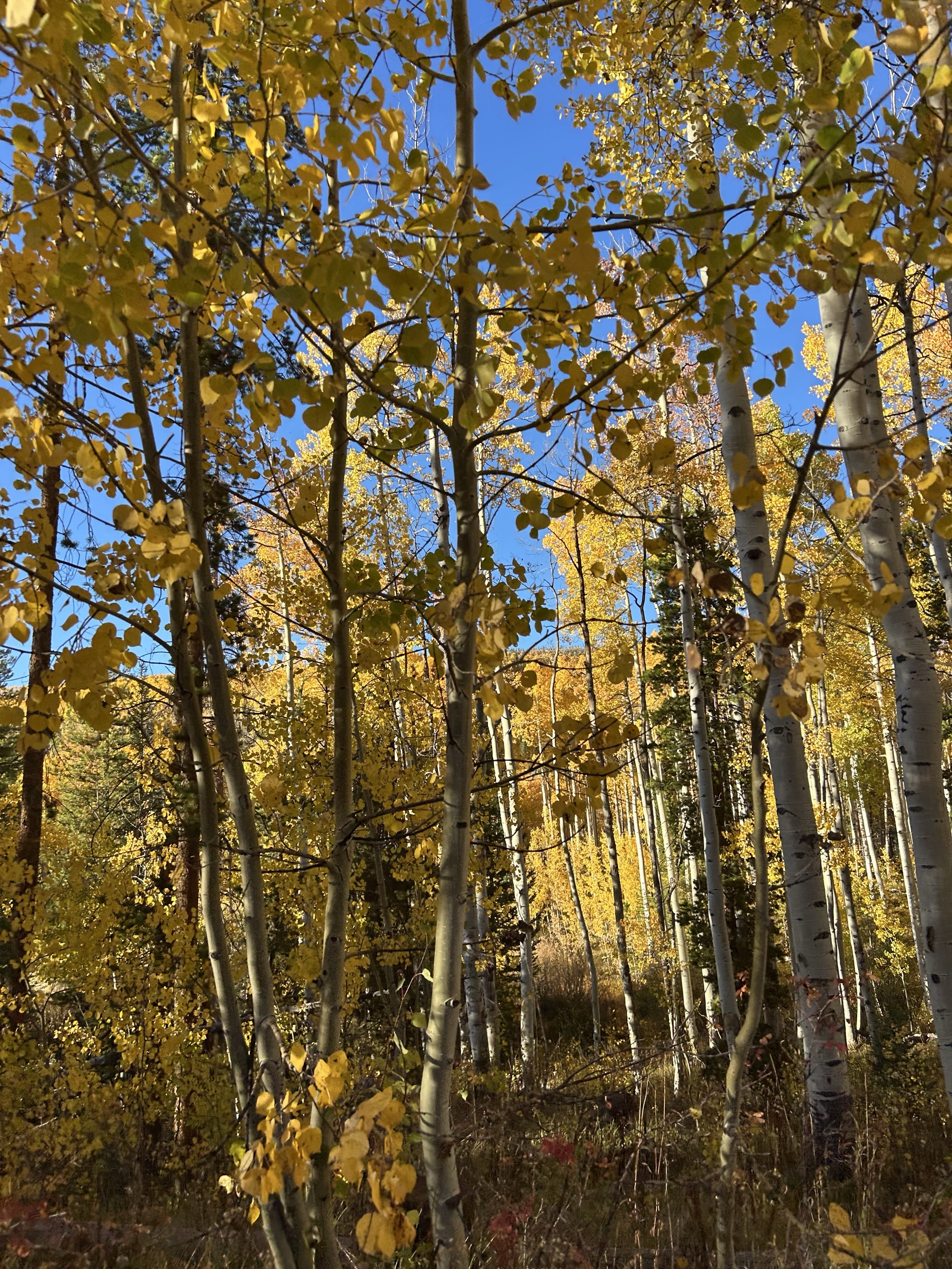 Hike the Upper Piney River Trail