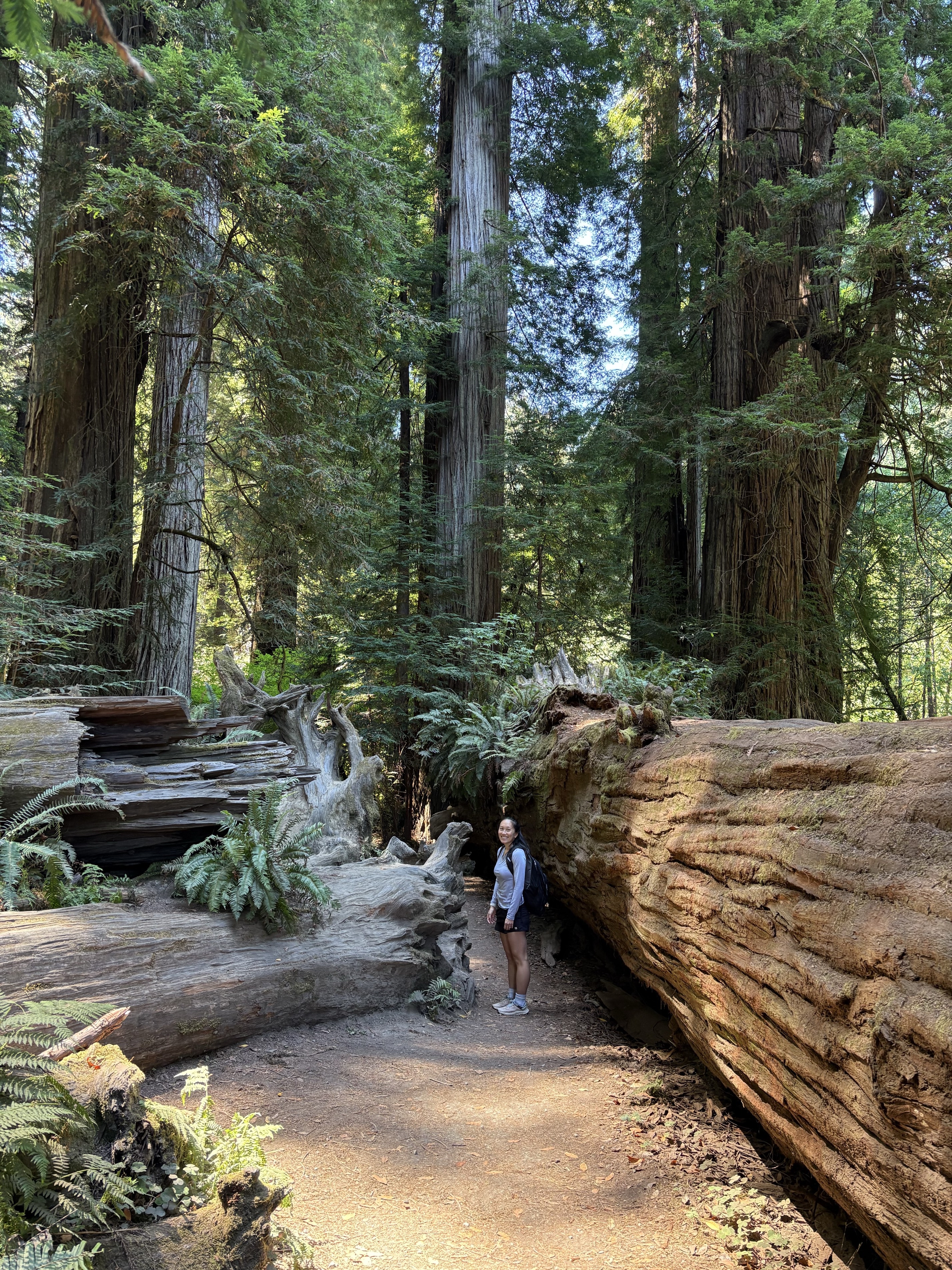 Stout Grove Loop via the Stout Grove Trailhead