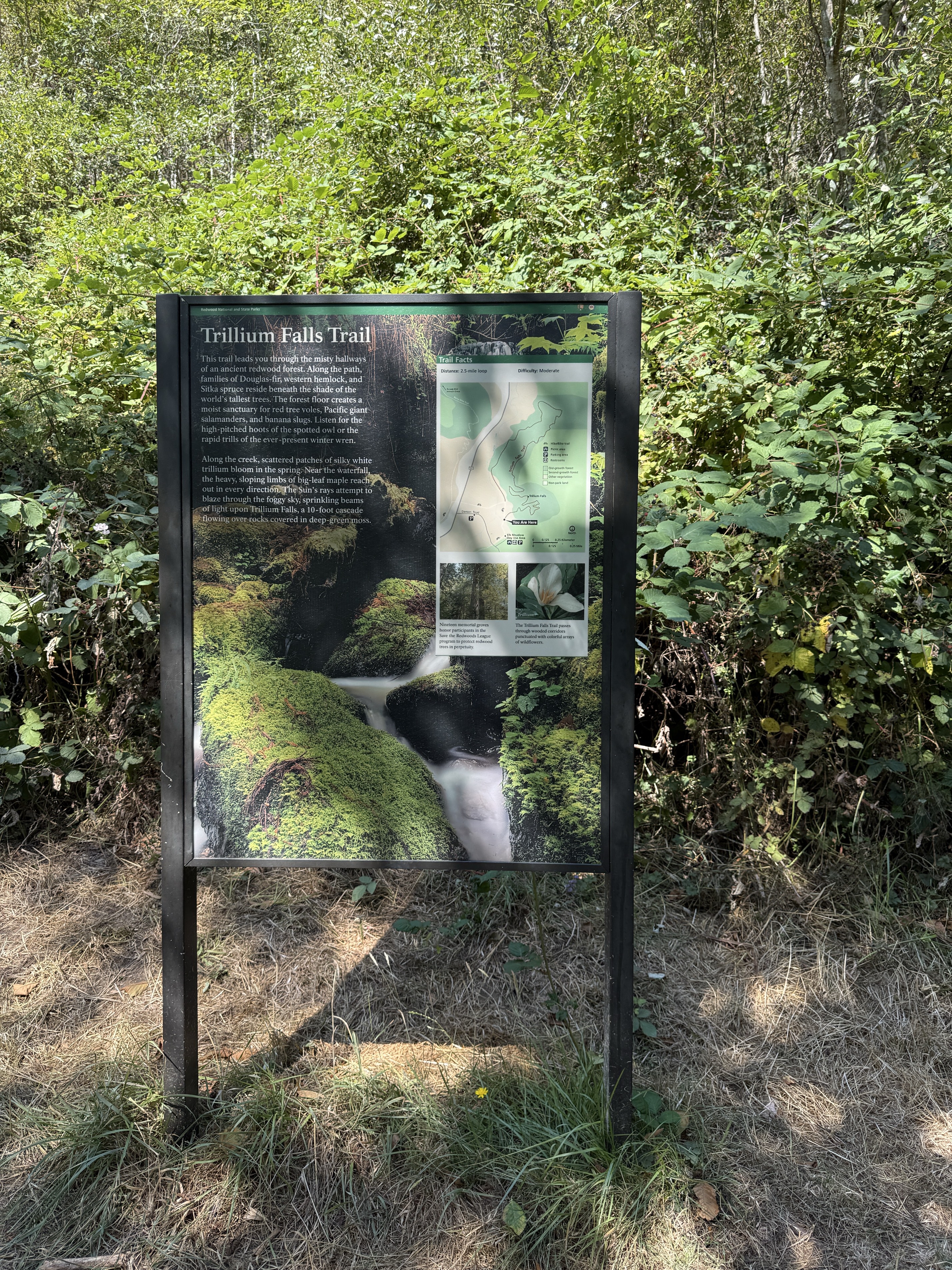 Trillium Falls