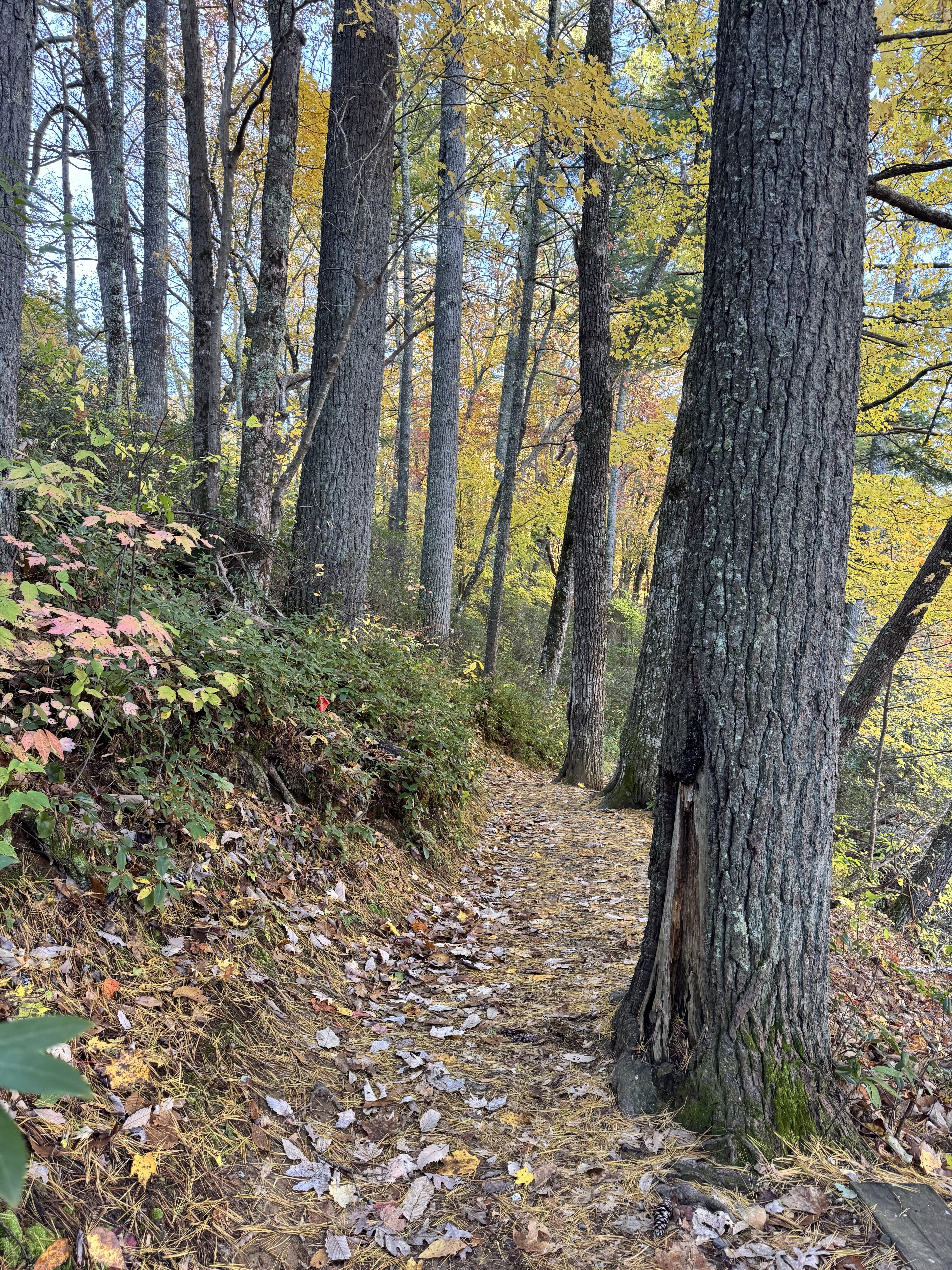 Trahlyta Lake Trail and Trahlyta Falls