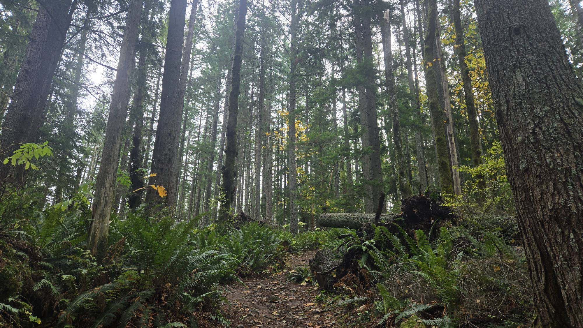West Tiger #3 (Cable Line Trail)