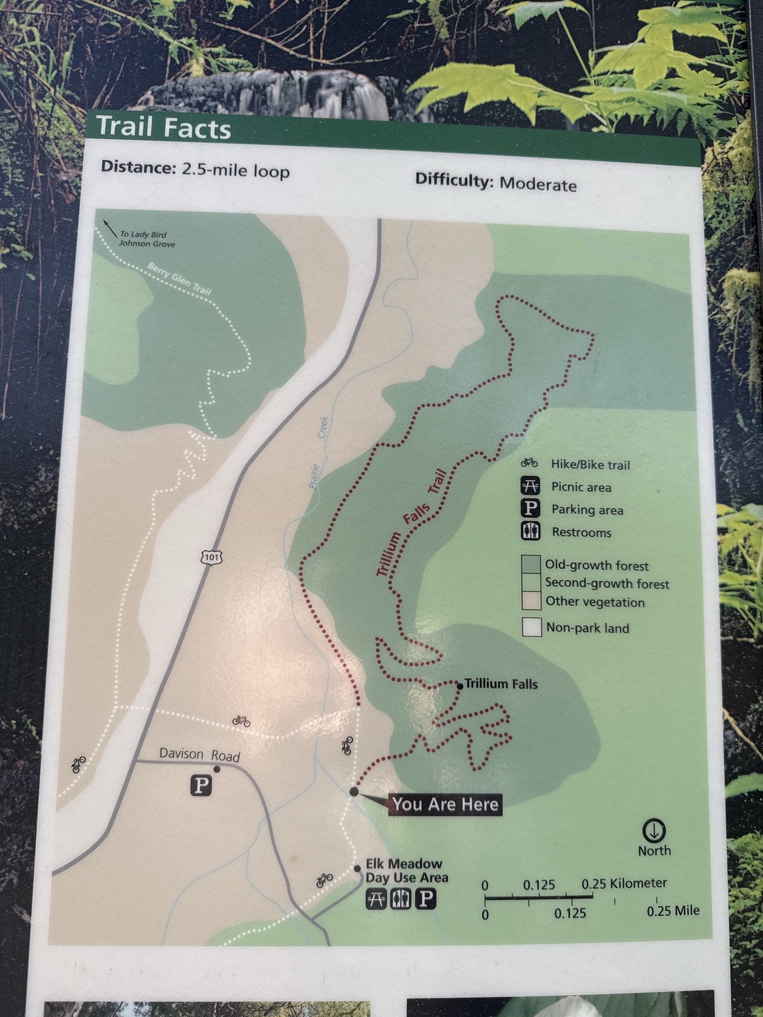 Trillium Falls