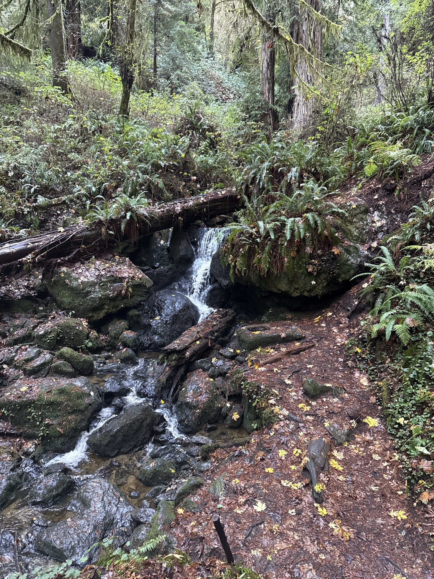 Trillium Falls