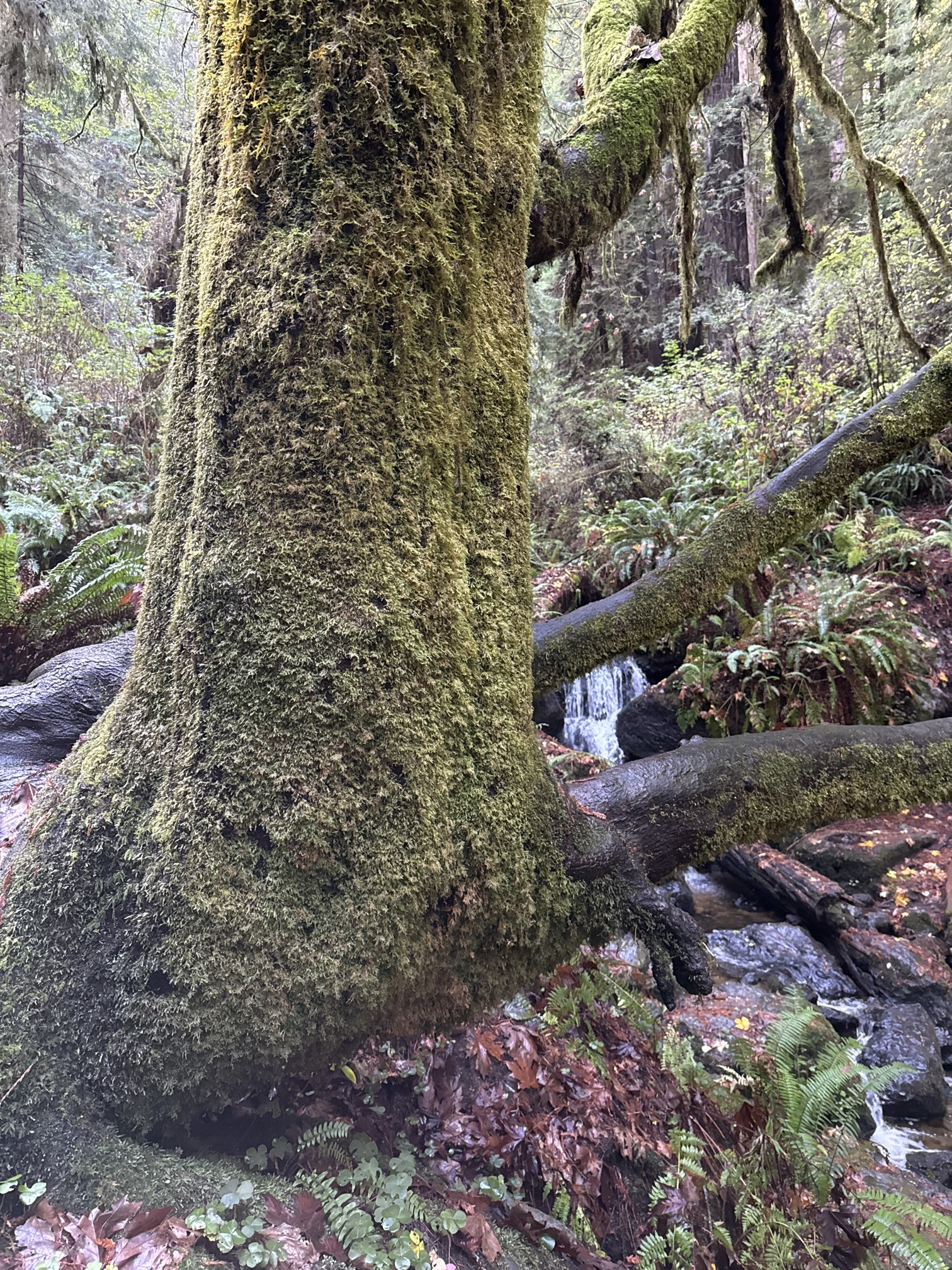 Trillium Falls