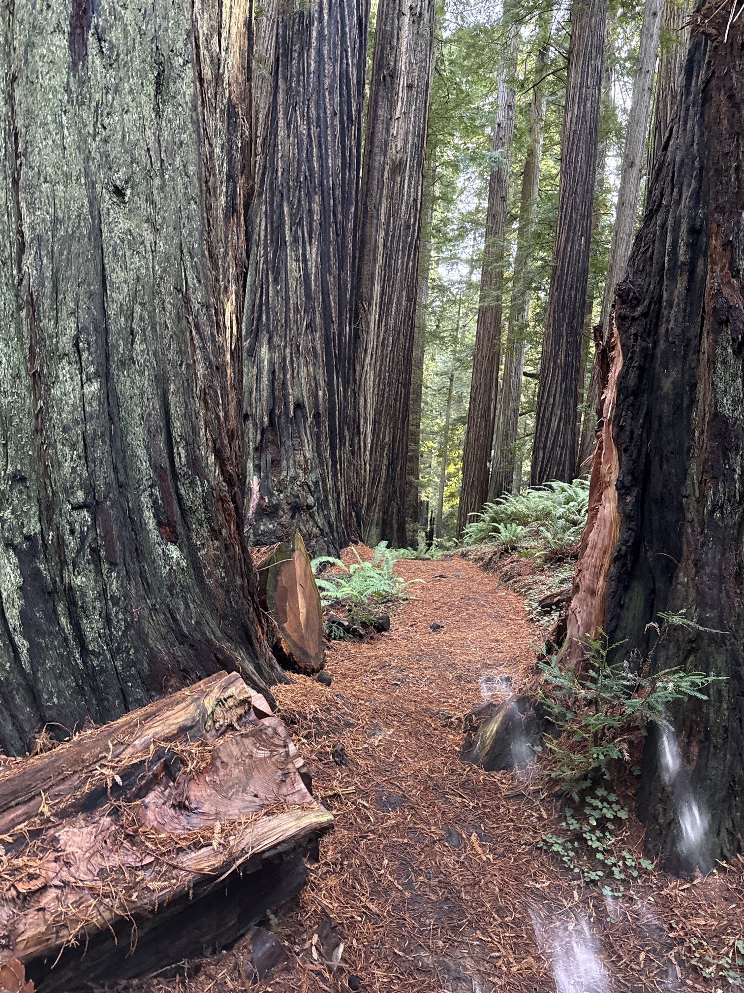 Trillium Falls