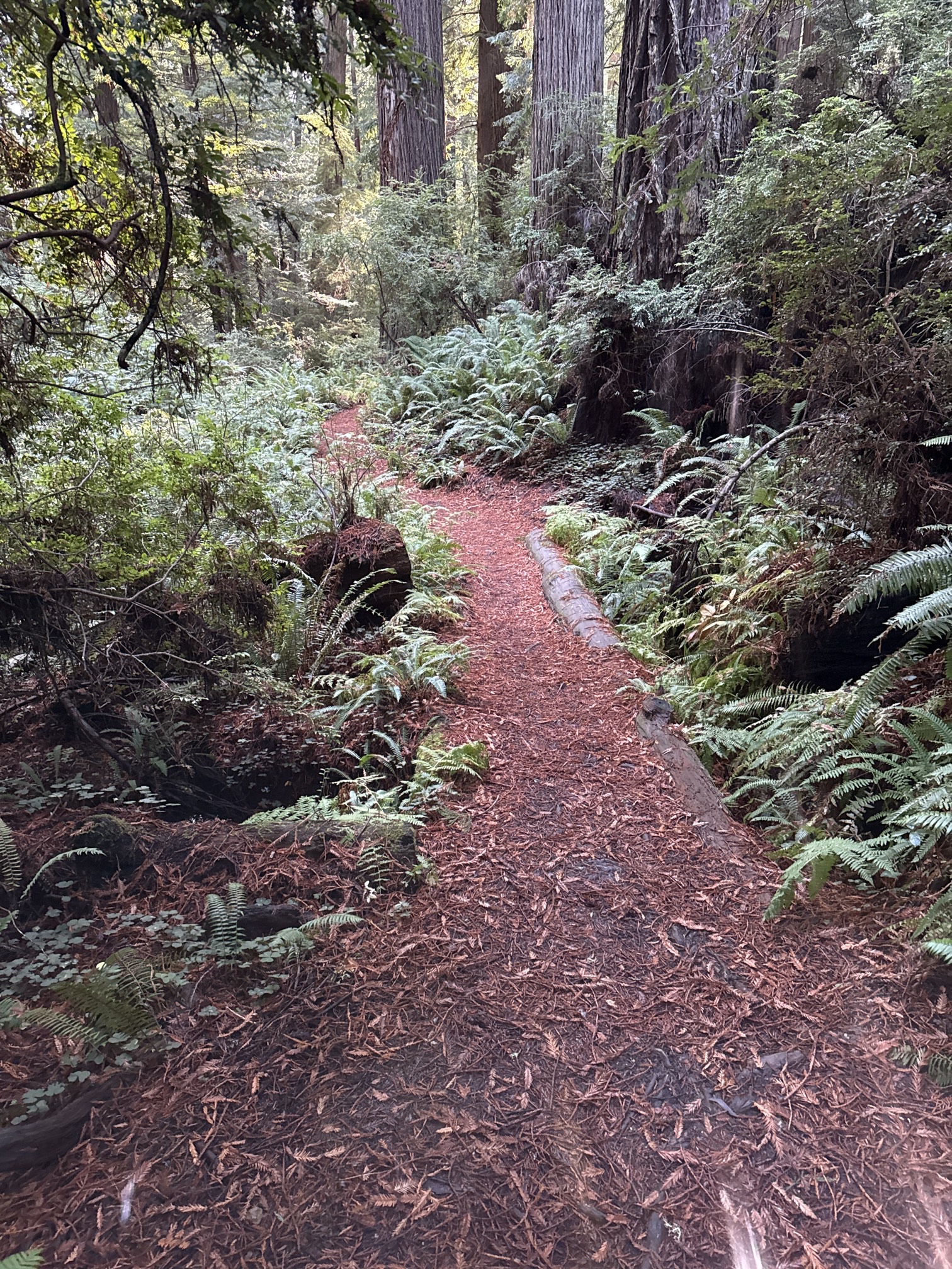 Trillium Falls