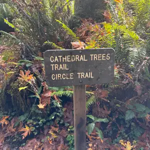 Foothill to Cathedral Tree Loop