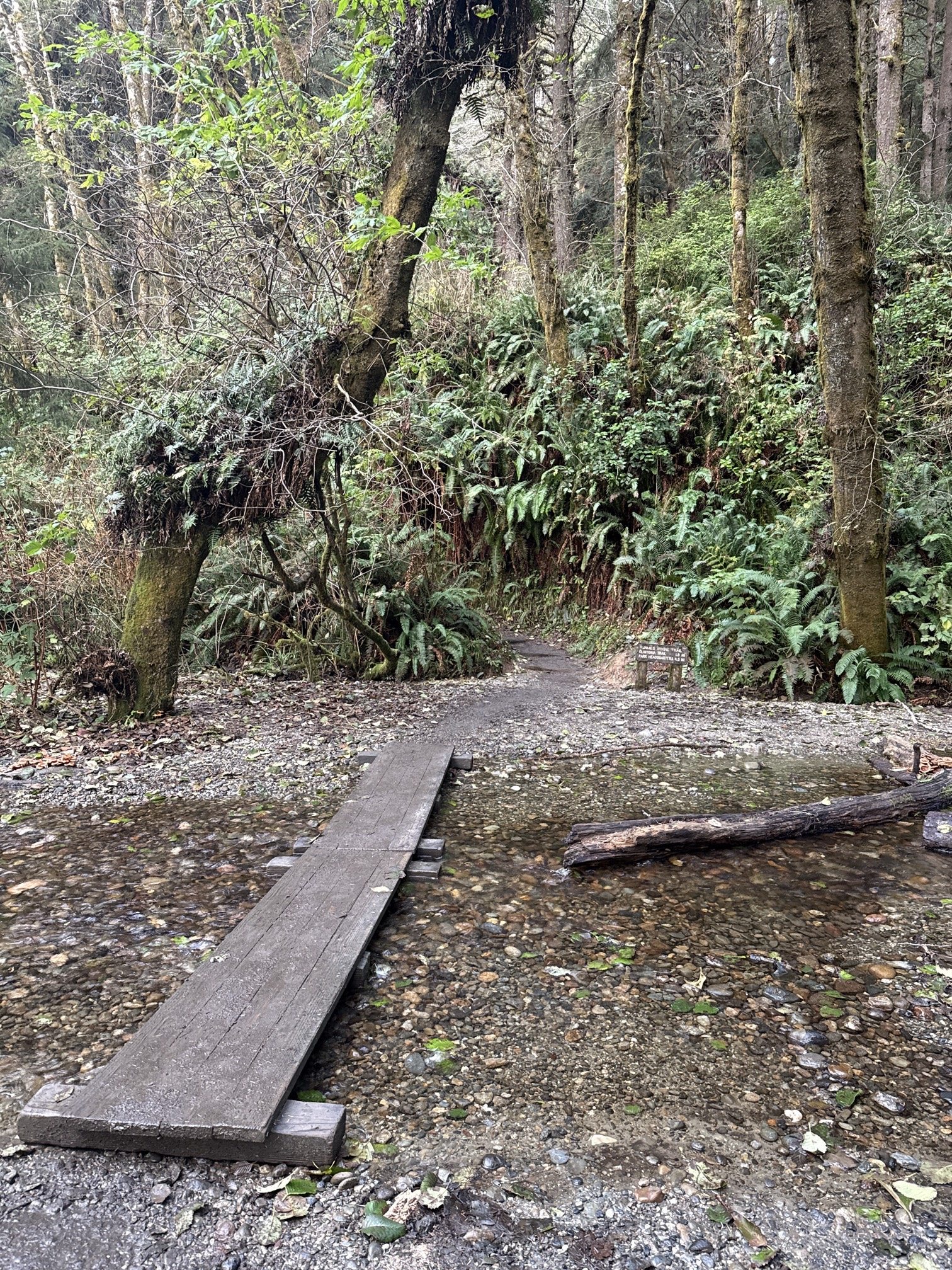 Fern Canyon