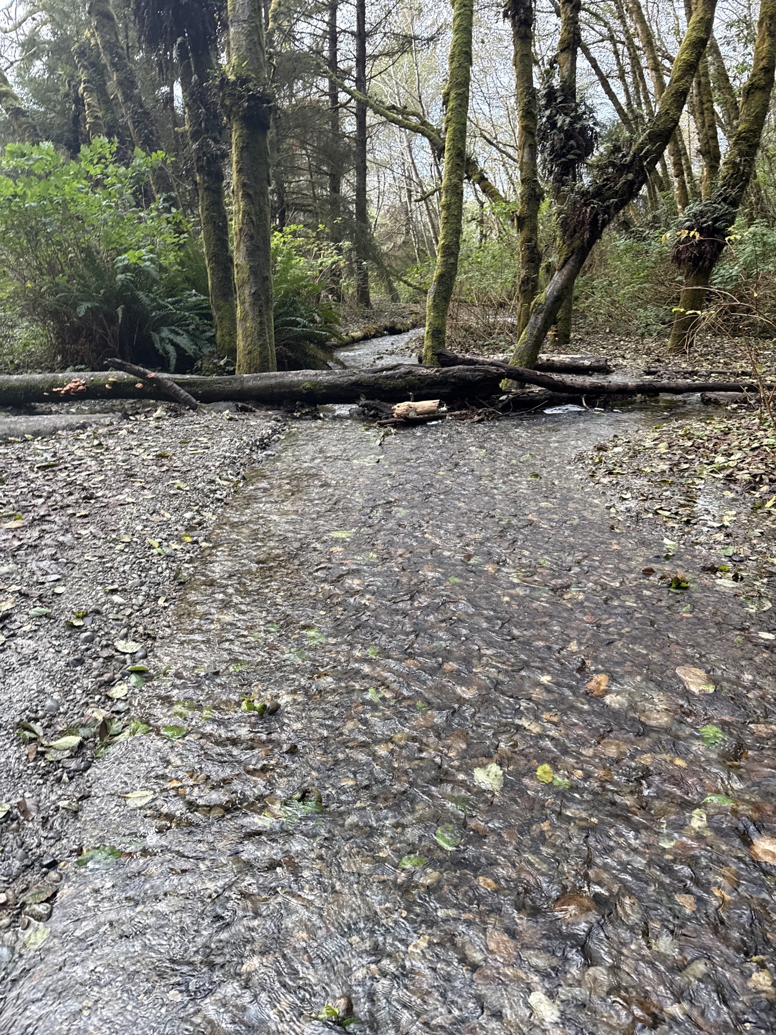 Fern Canyon