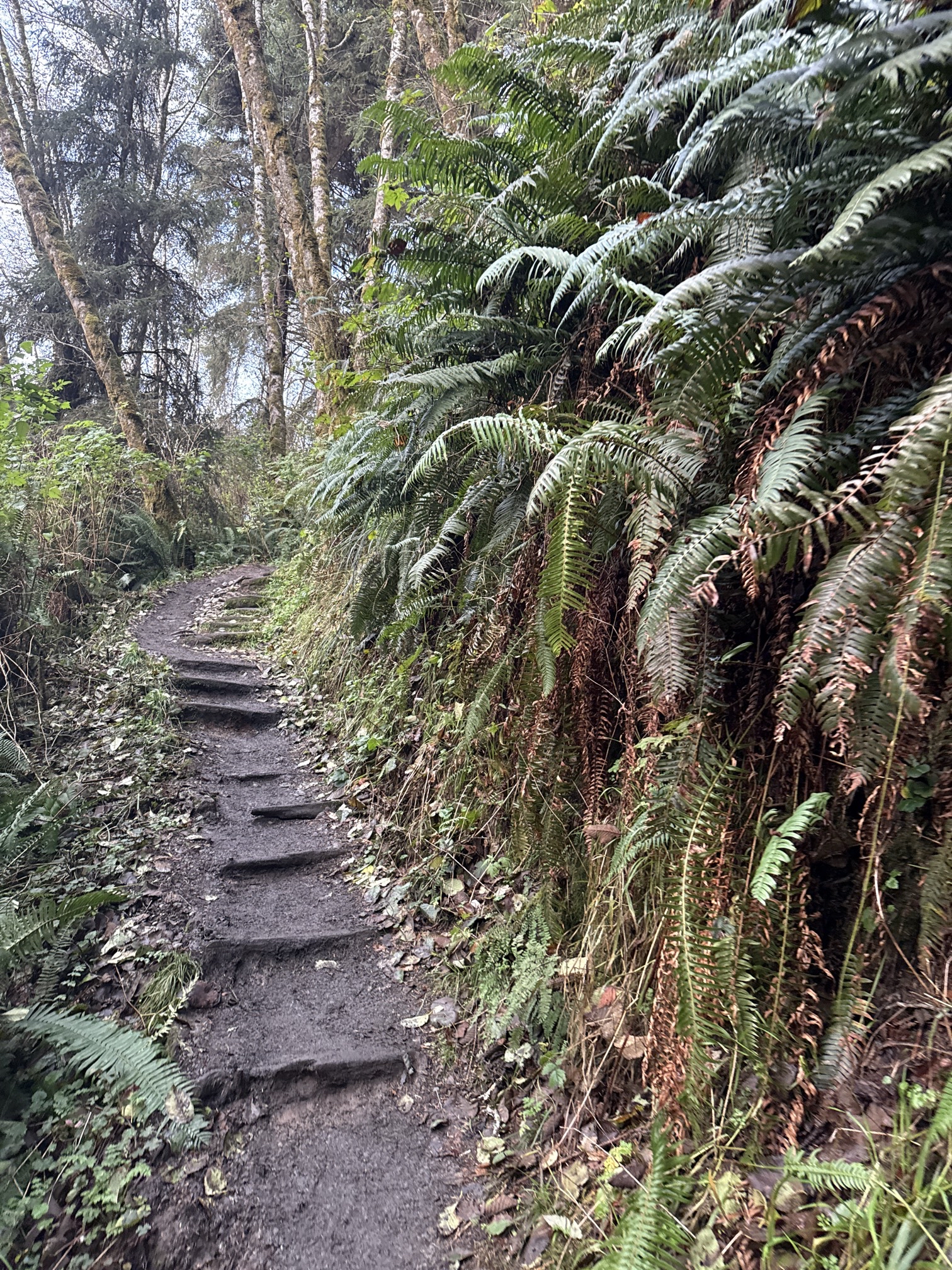 Fern Canyon