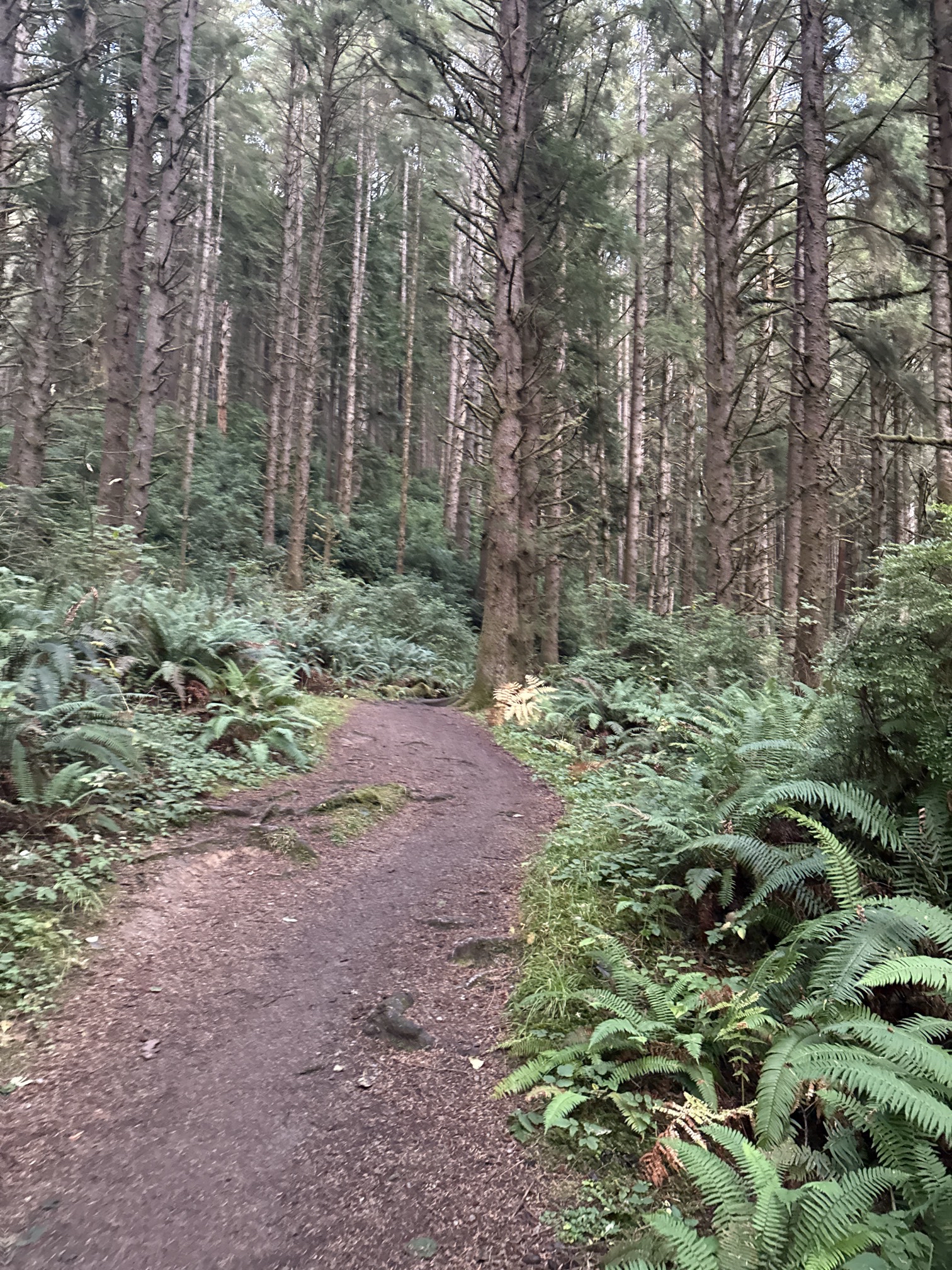 Fern Canyon