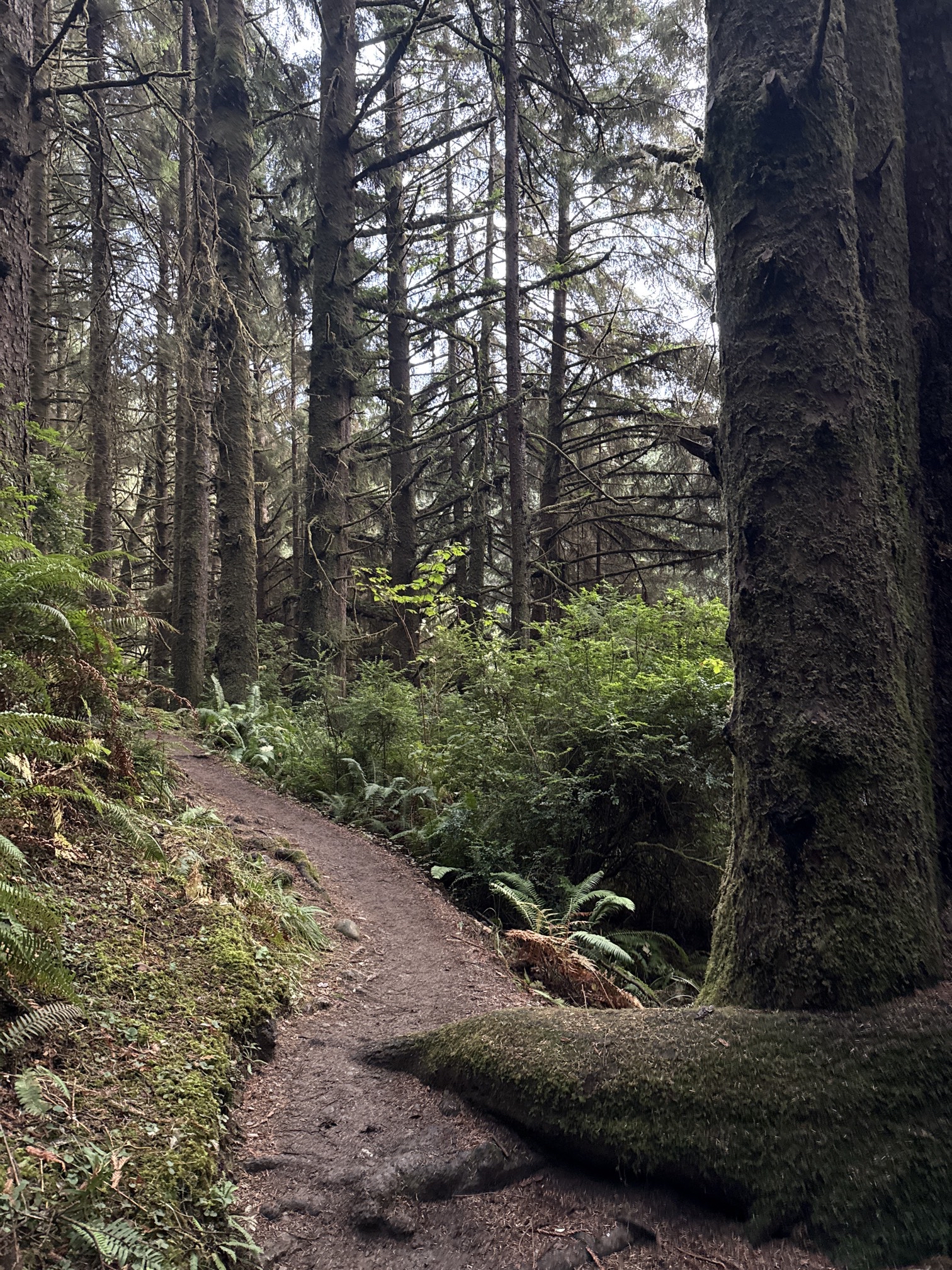Fern Canyon