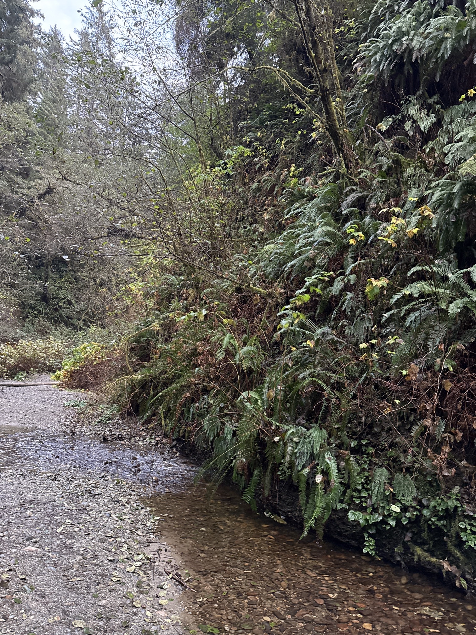 Fern Canyon