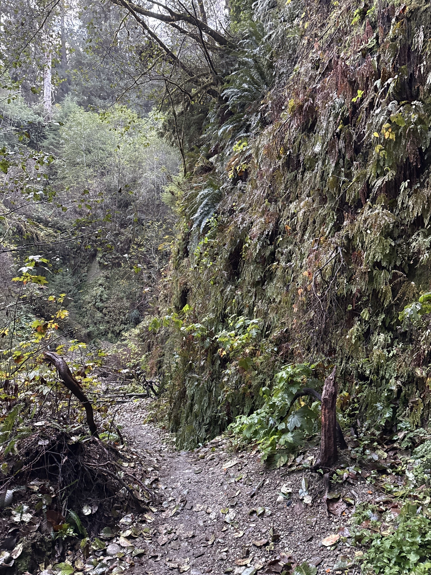 Fern Canyon