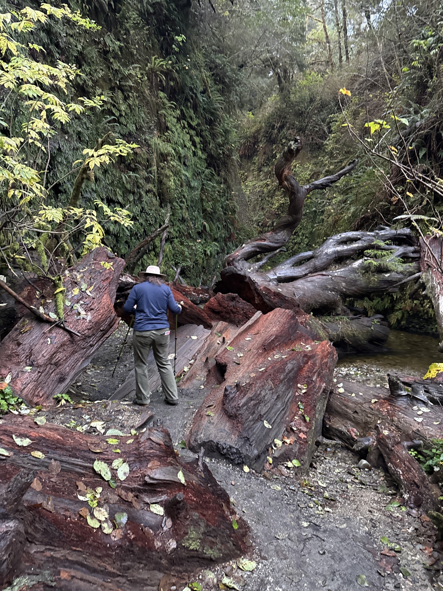 Fern Canyon