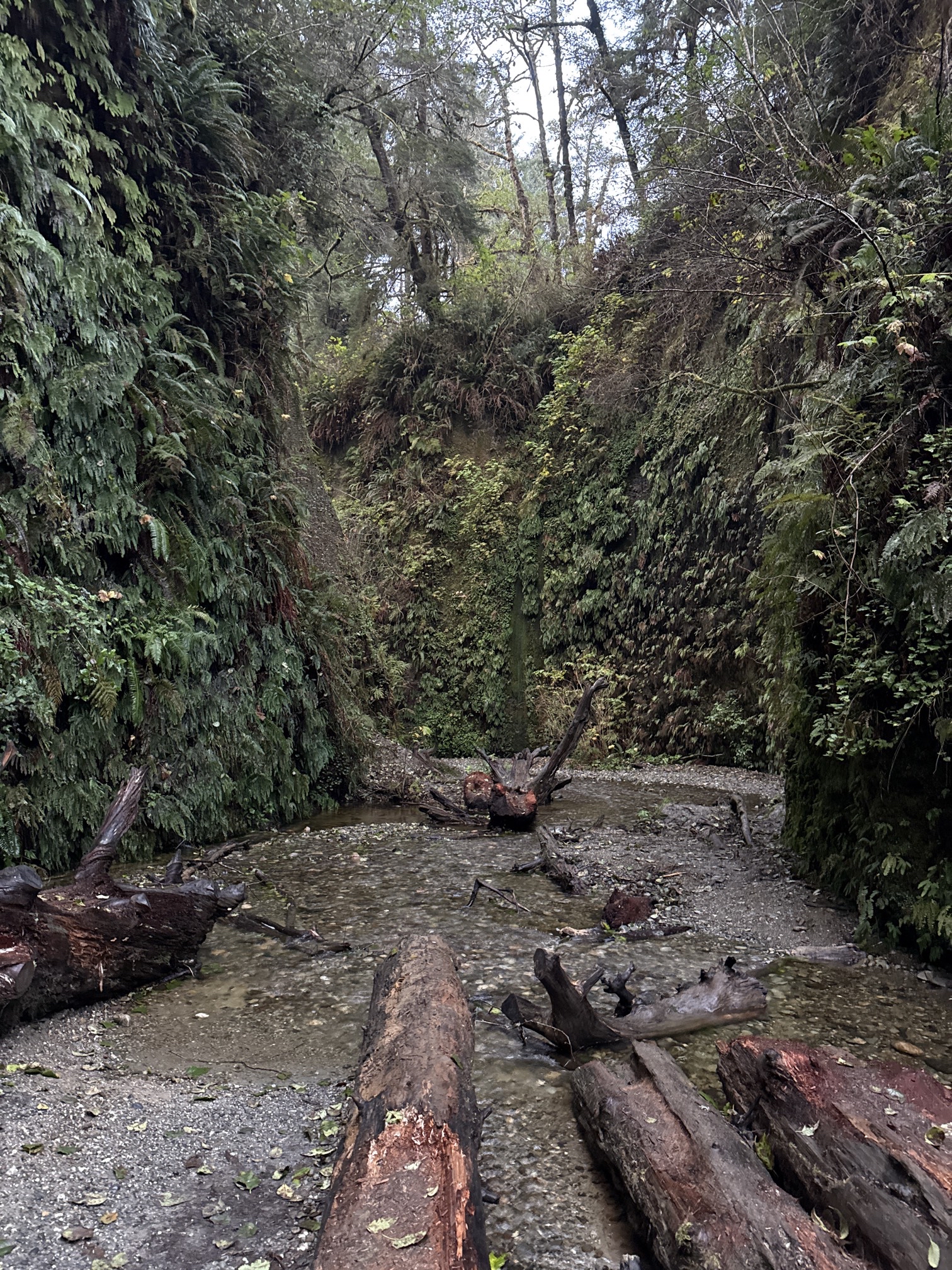 Fern Canyon