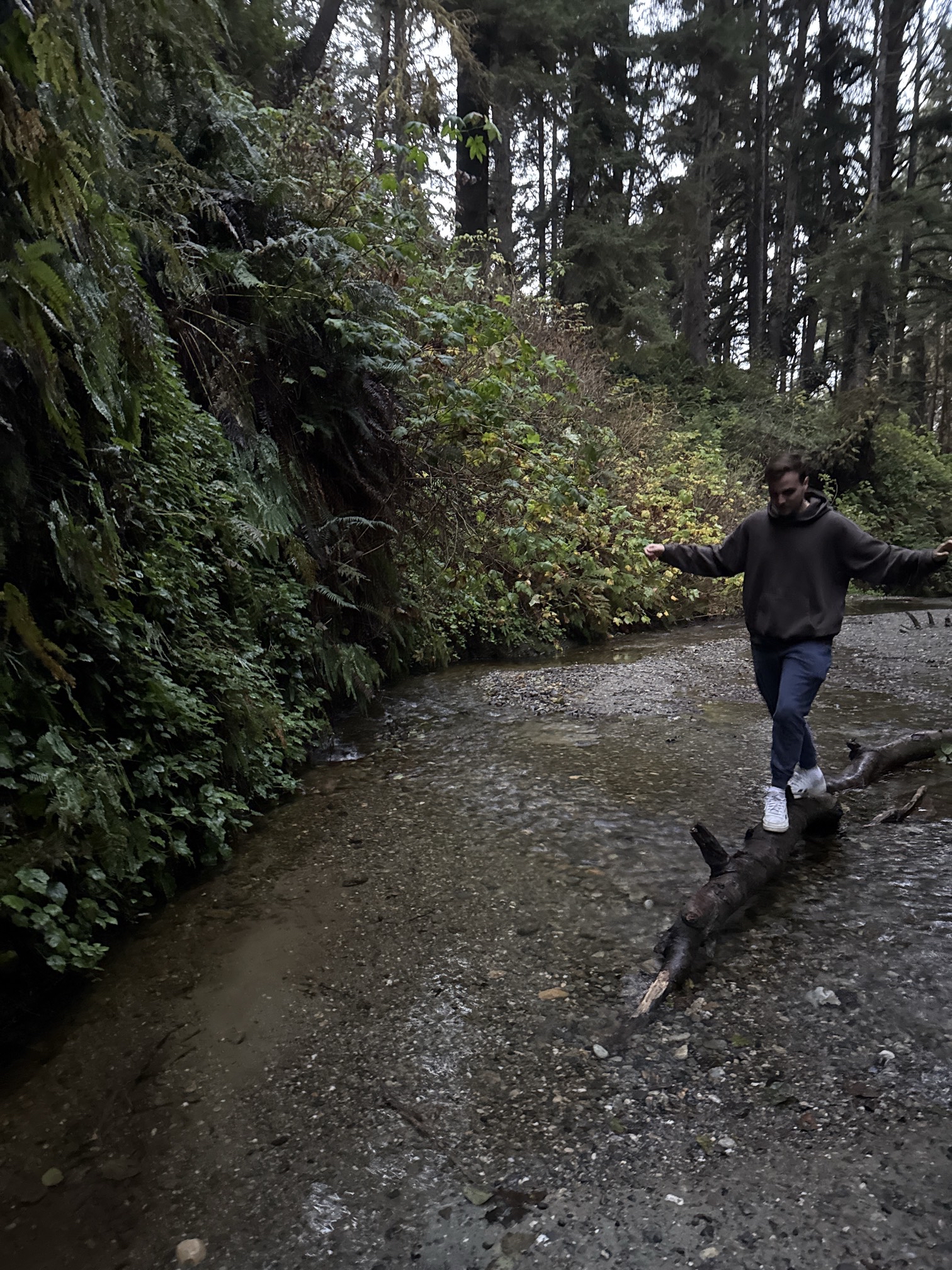 Fern Canyon