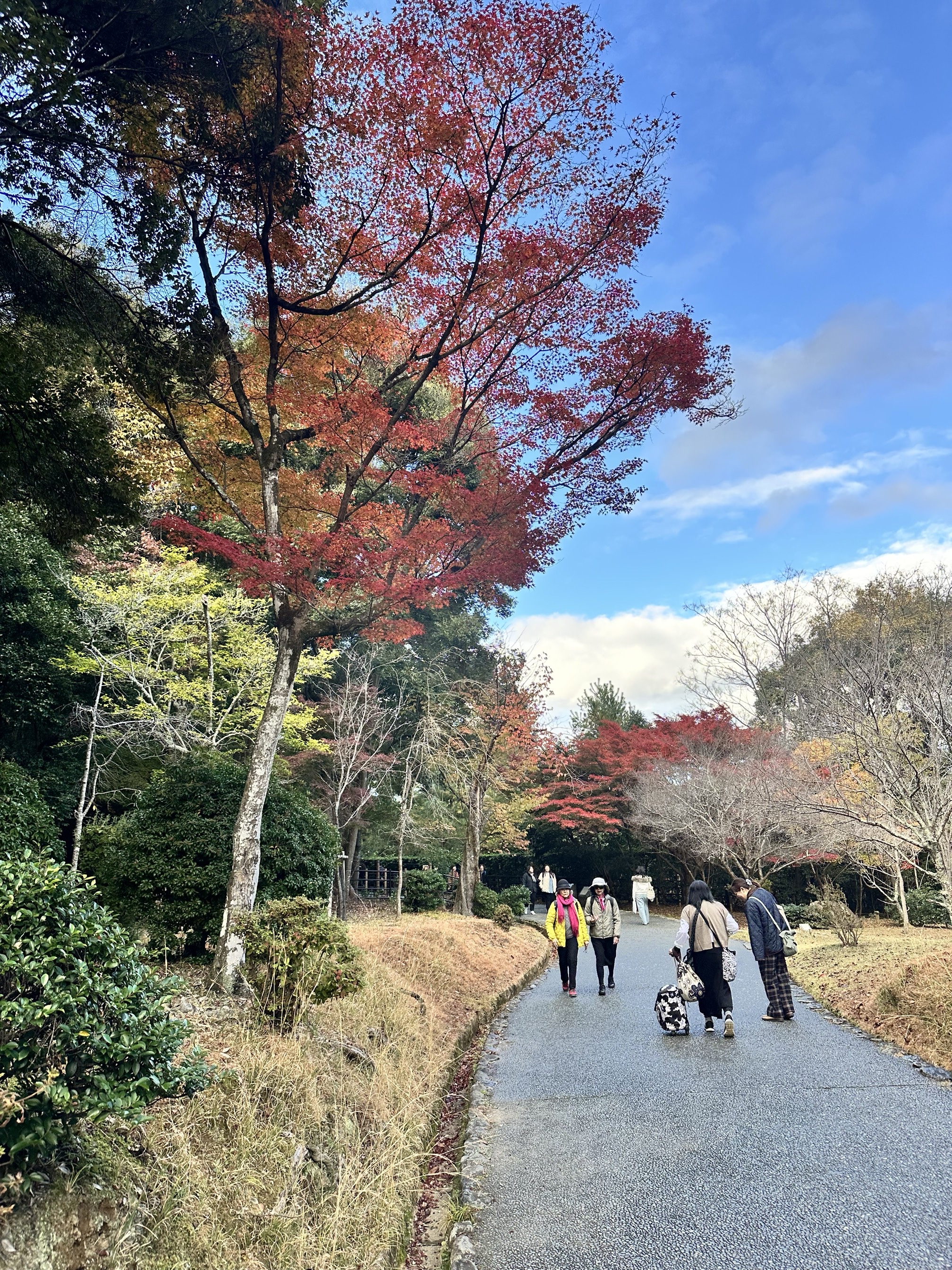 Explore the Sagano Bamboo Forest