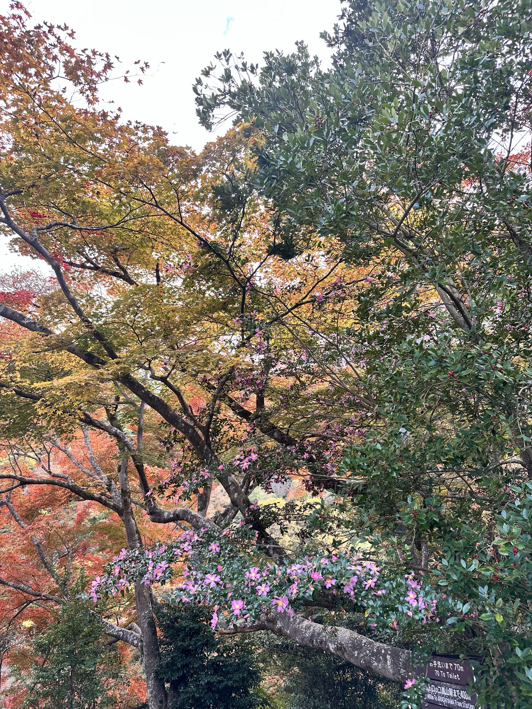 Explore the Sagano Bamboo Forest