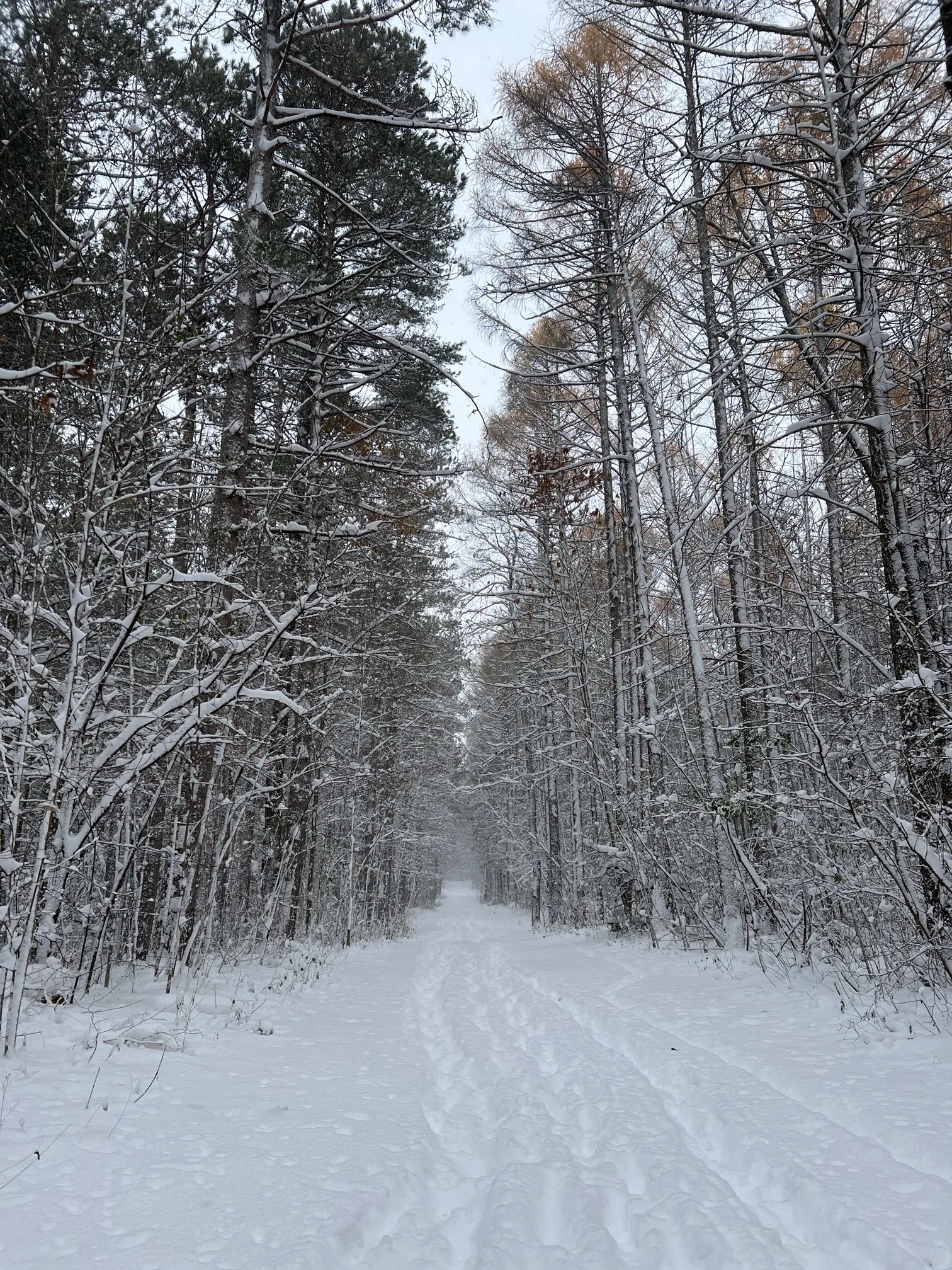 Maple Loop Trail