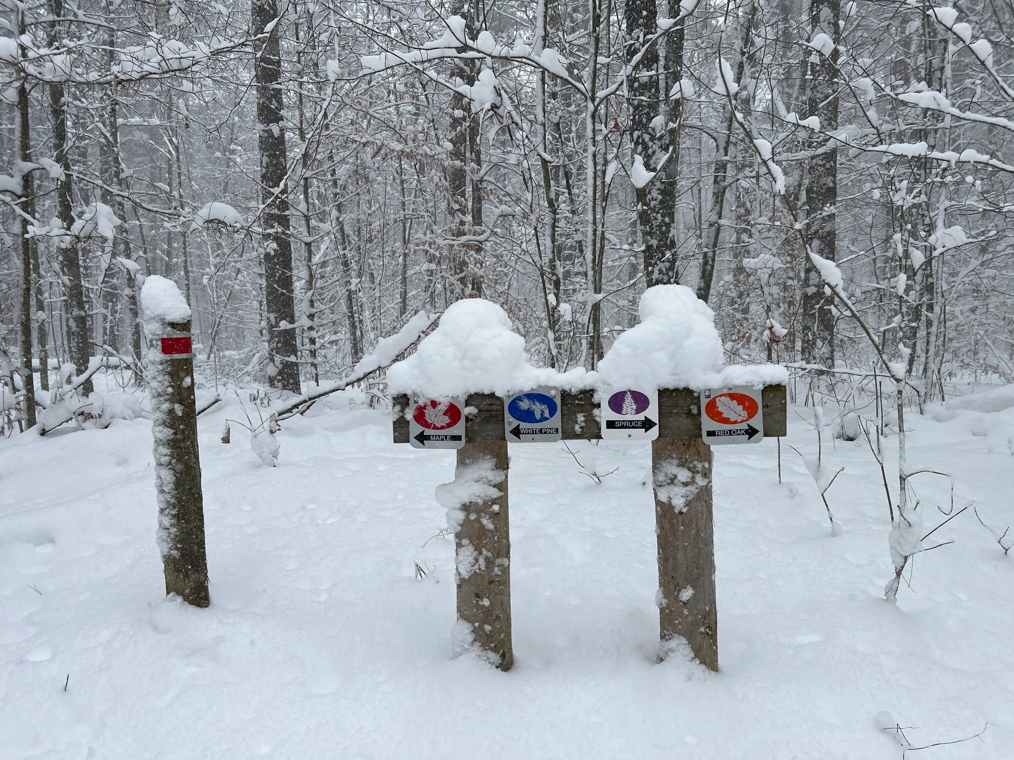 Maple Loop Trail