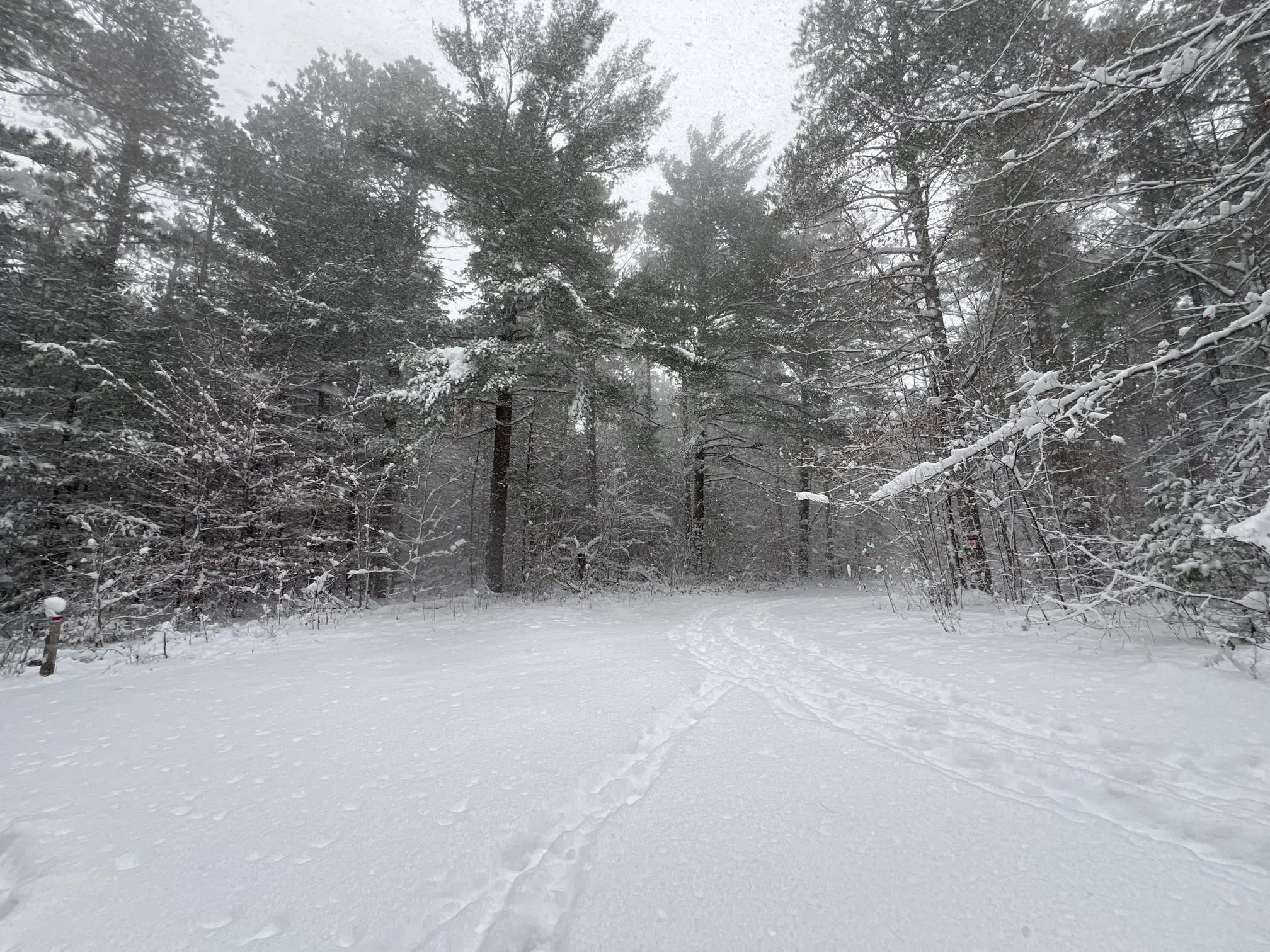 Maple Loop Trail