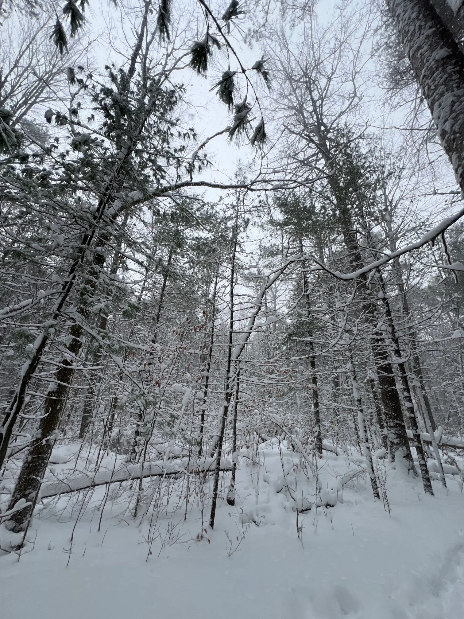 Maple Loop Trail
