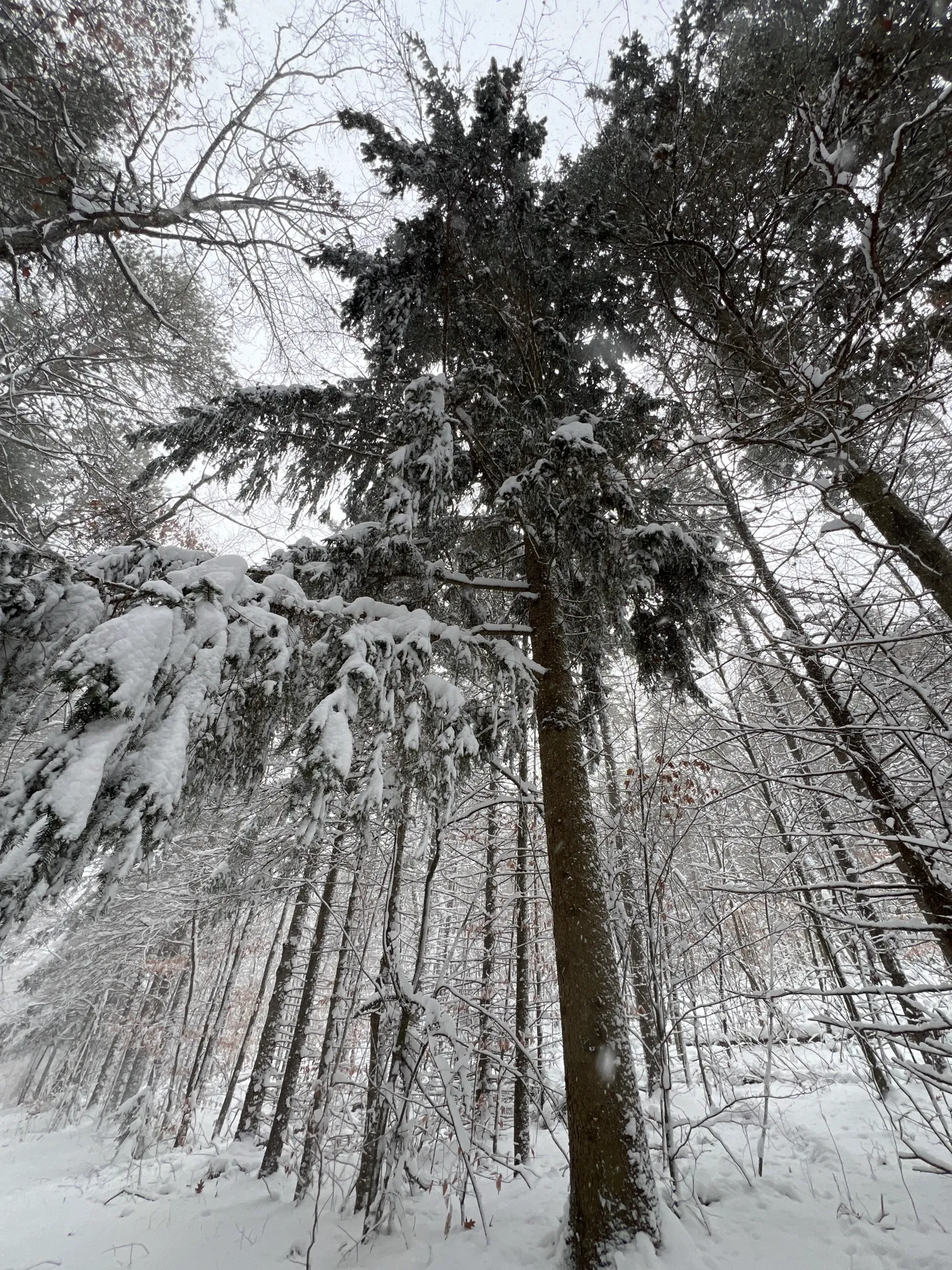 Maple Loop Trail