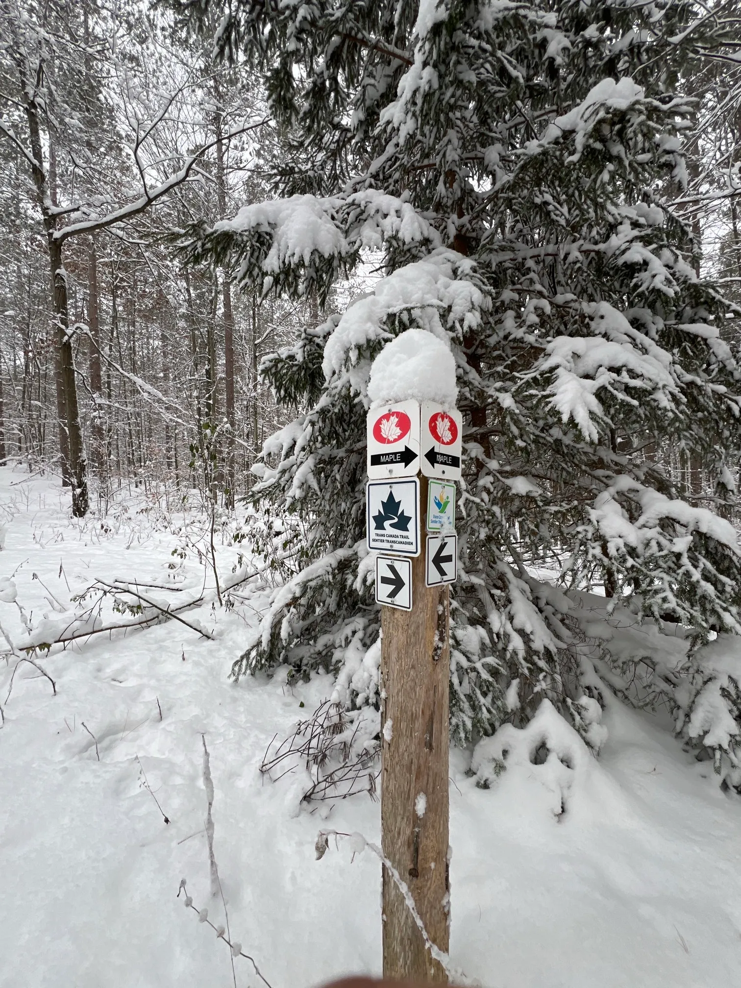 Maple Loop Trail