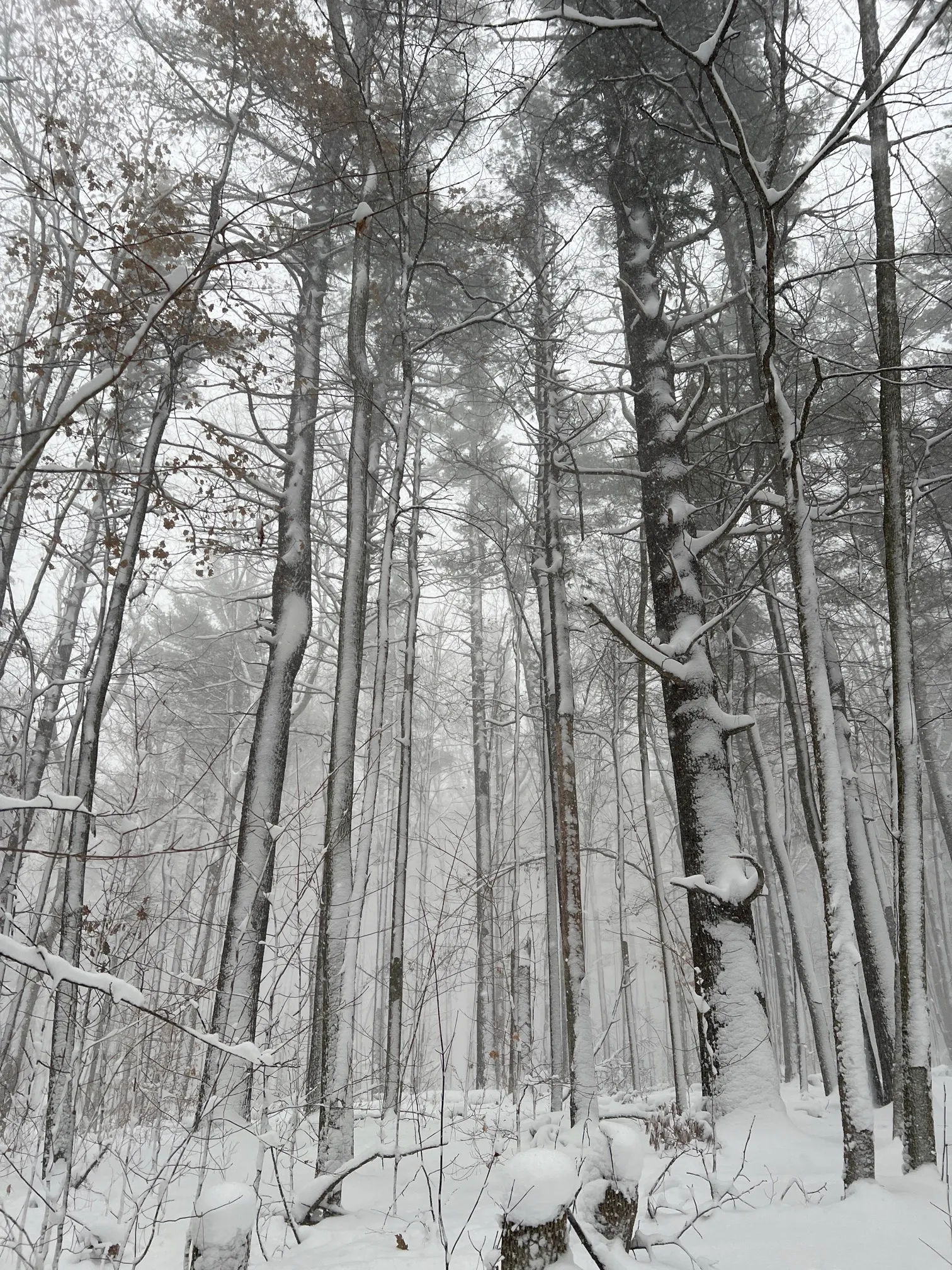 Maple Loop Trail