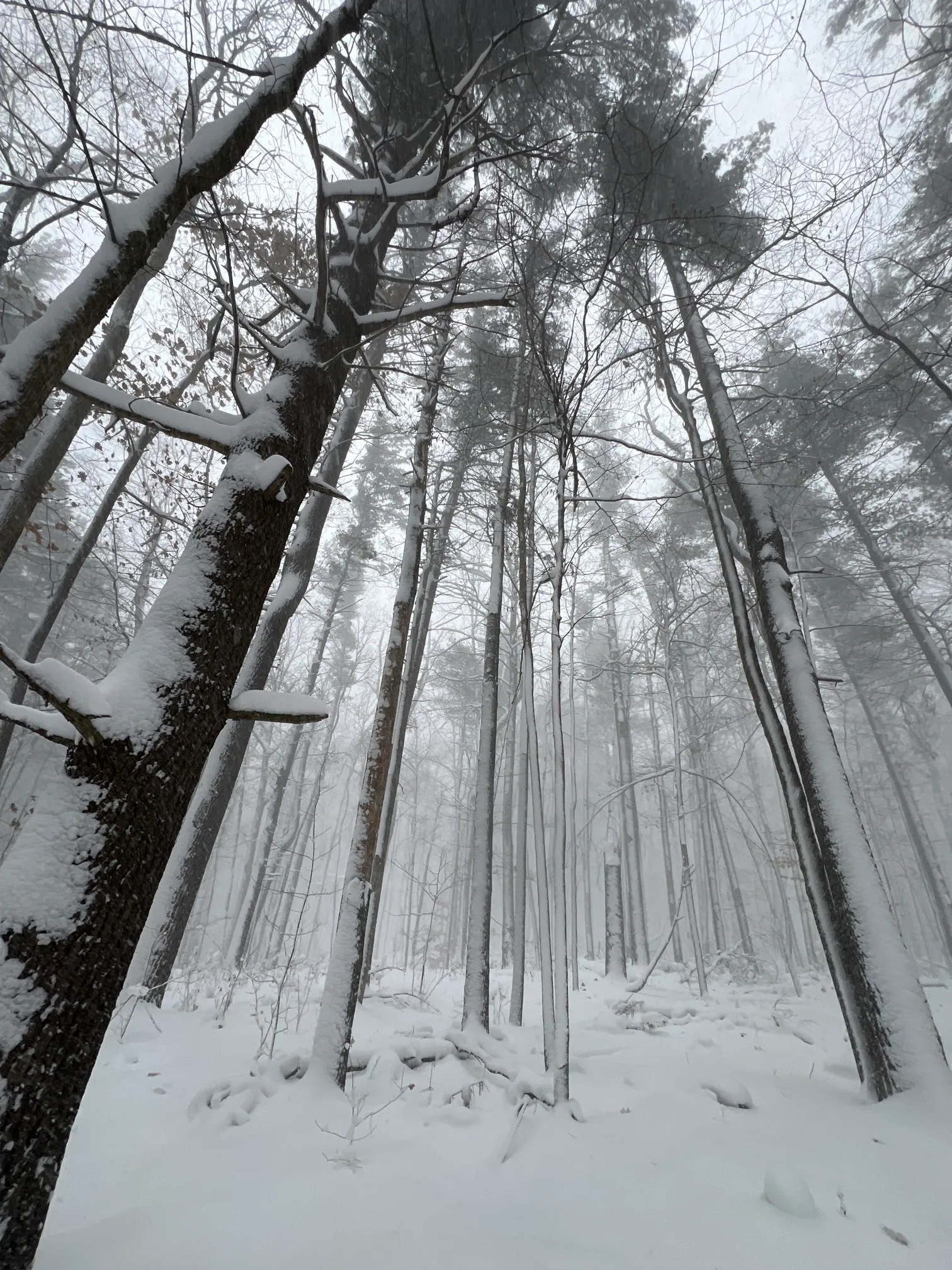 Maple Loop Trail