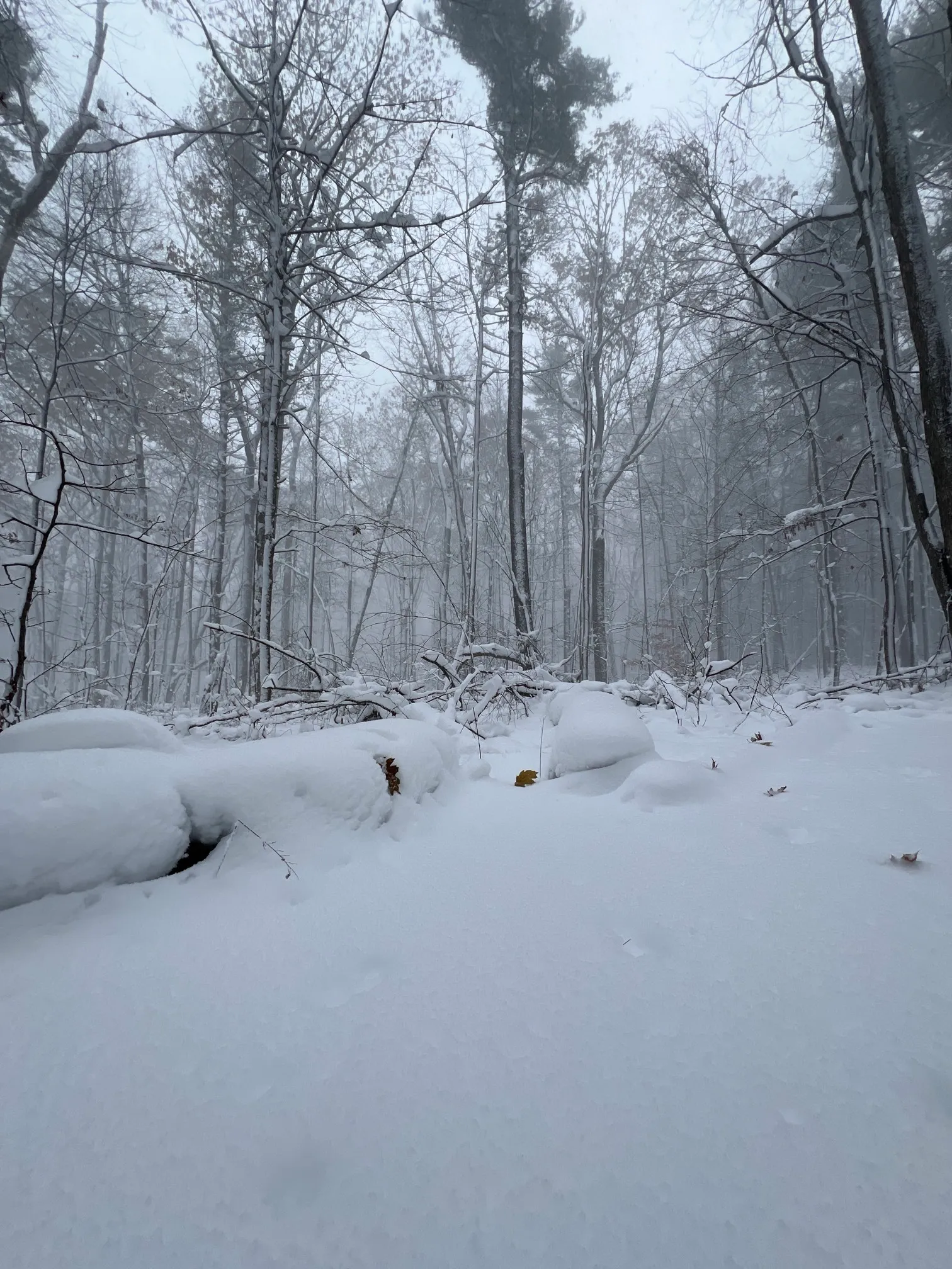Maple Loop Trail
