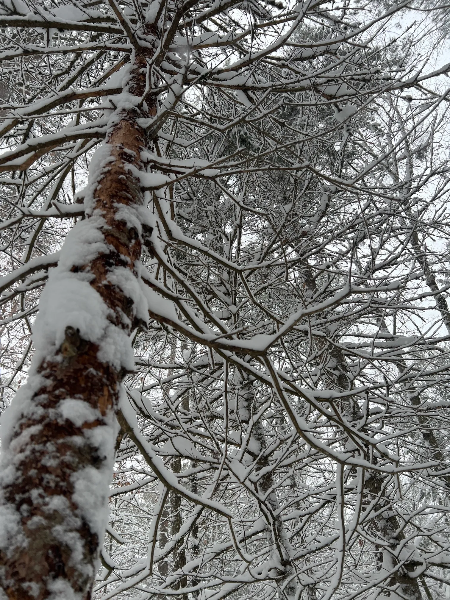Maple Loop Trail