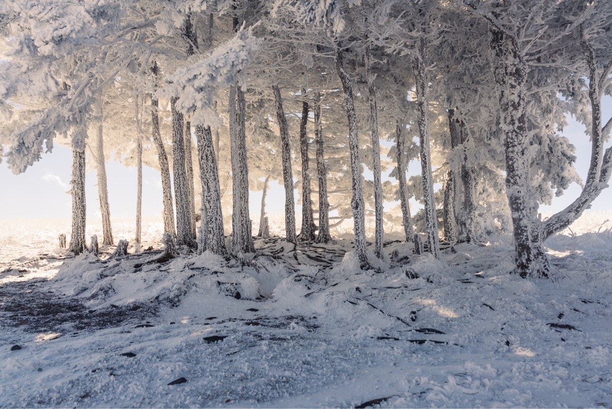 Jane Bald via Appalachian Trail