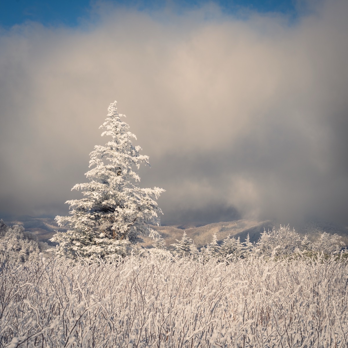 Jane Bald via Appalachian Trail