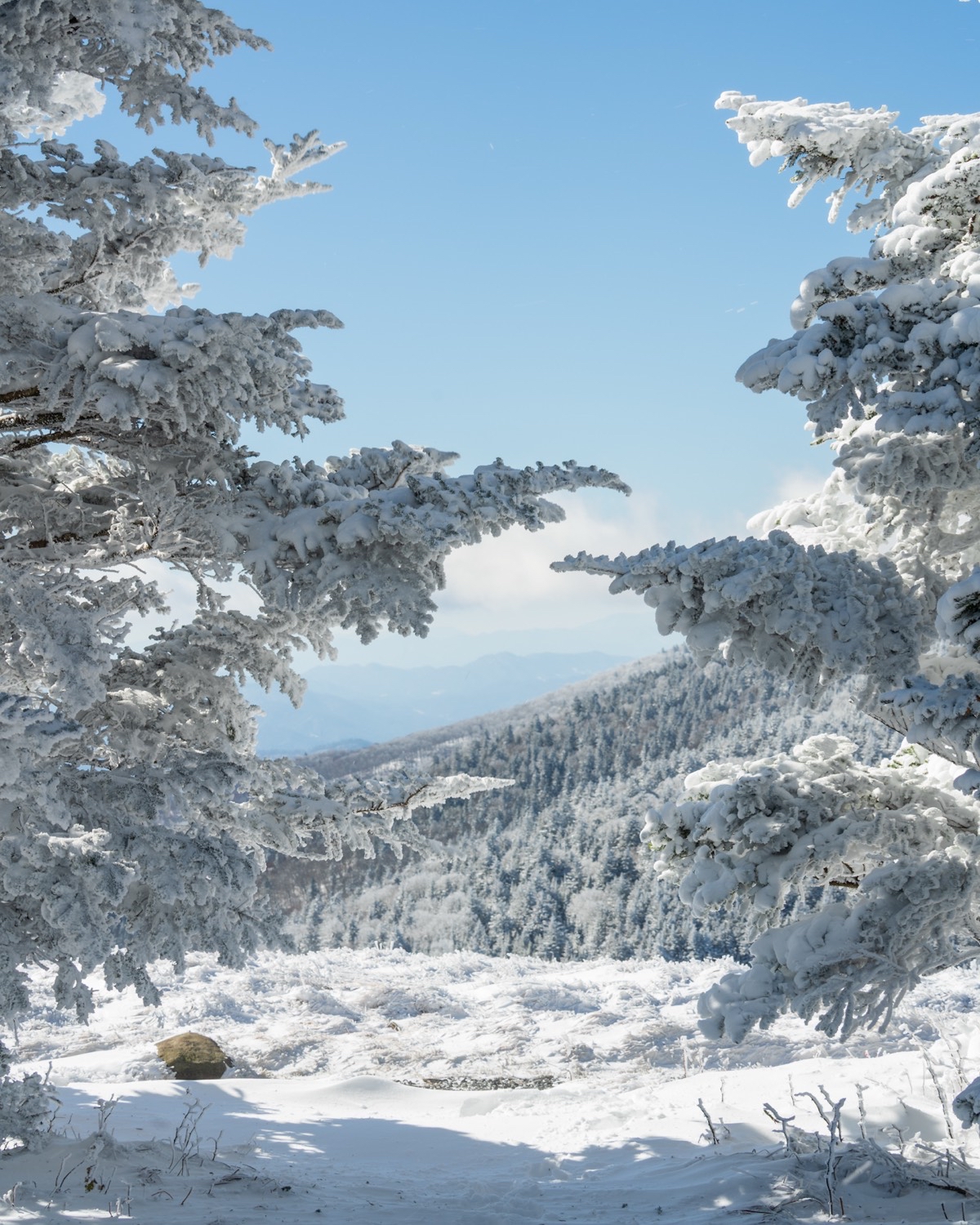 Jane Bald via Appalachian Trail