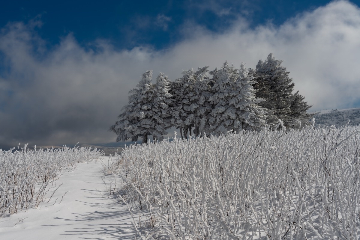 Jane Bald via Appalachian Trail