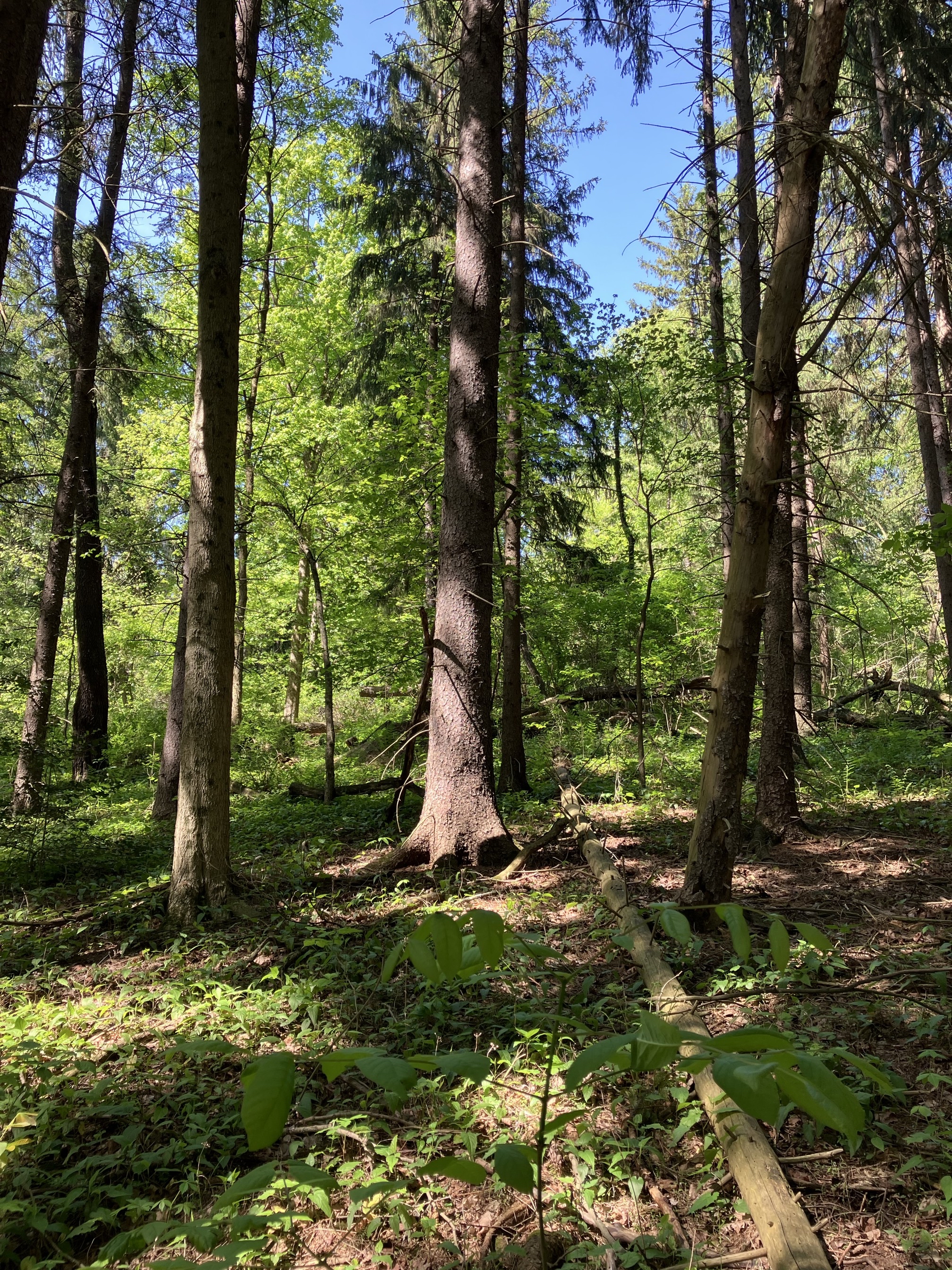 Peters Lake Loop