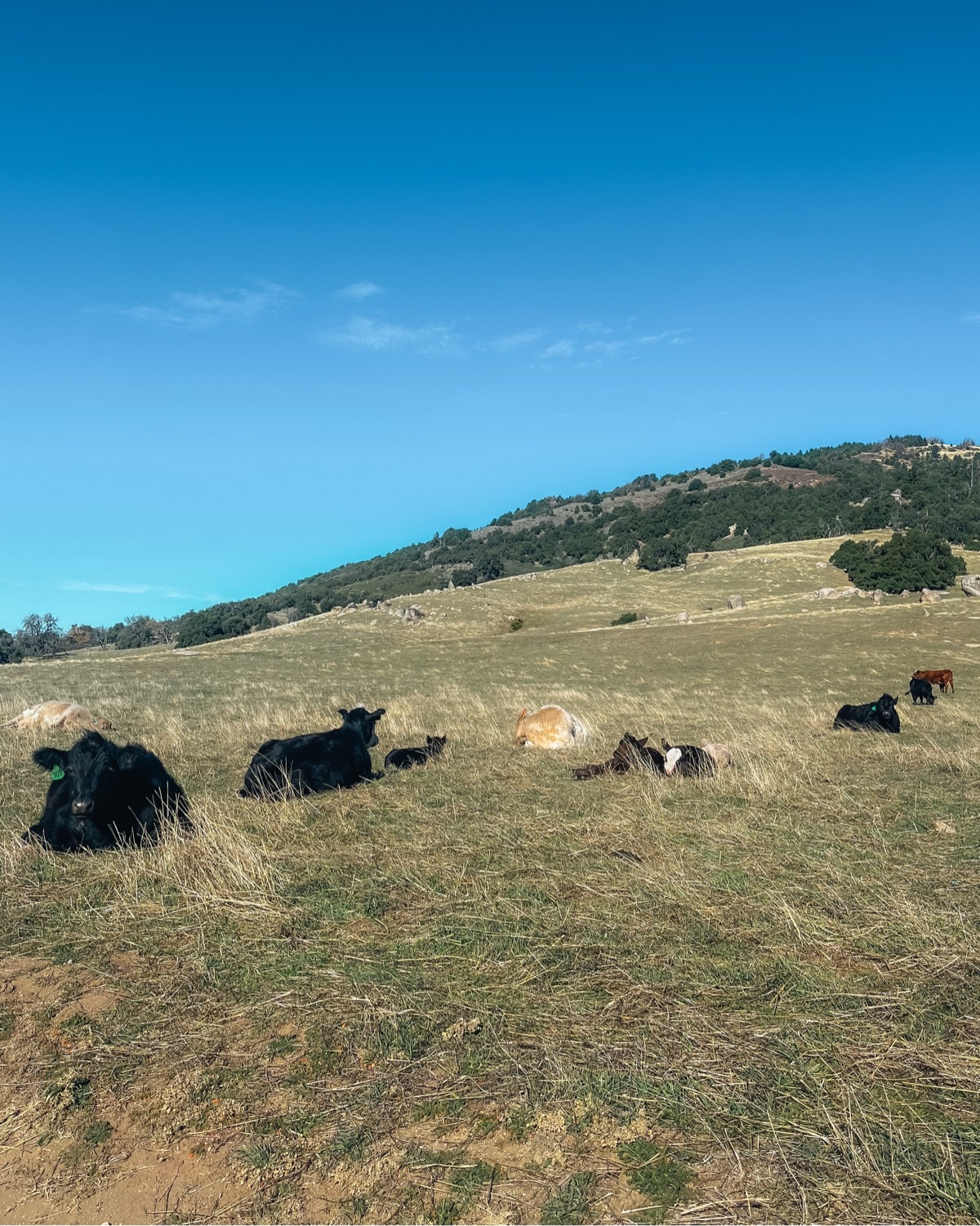 Upper Santa Ysabel Creek Trail