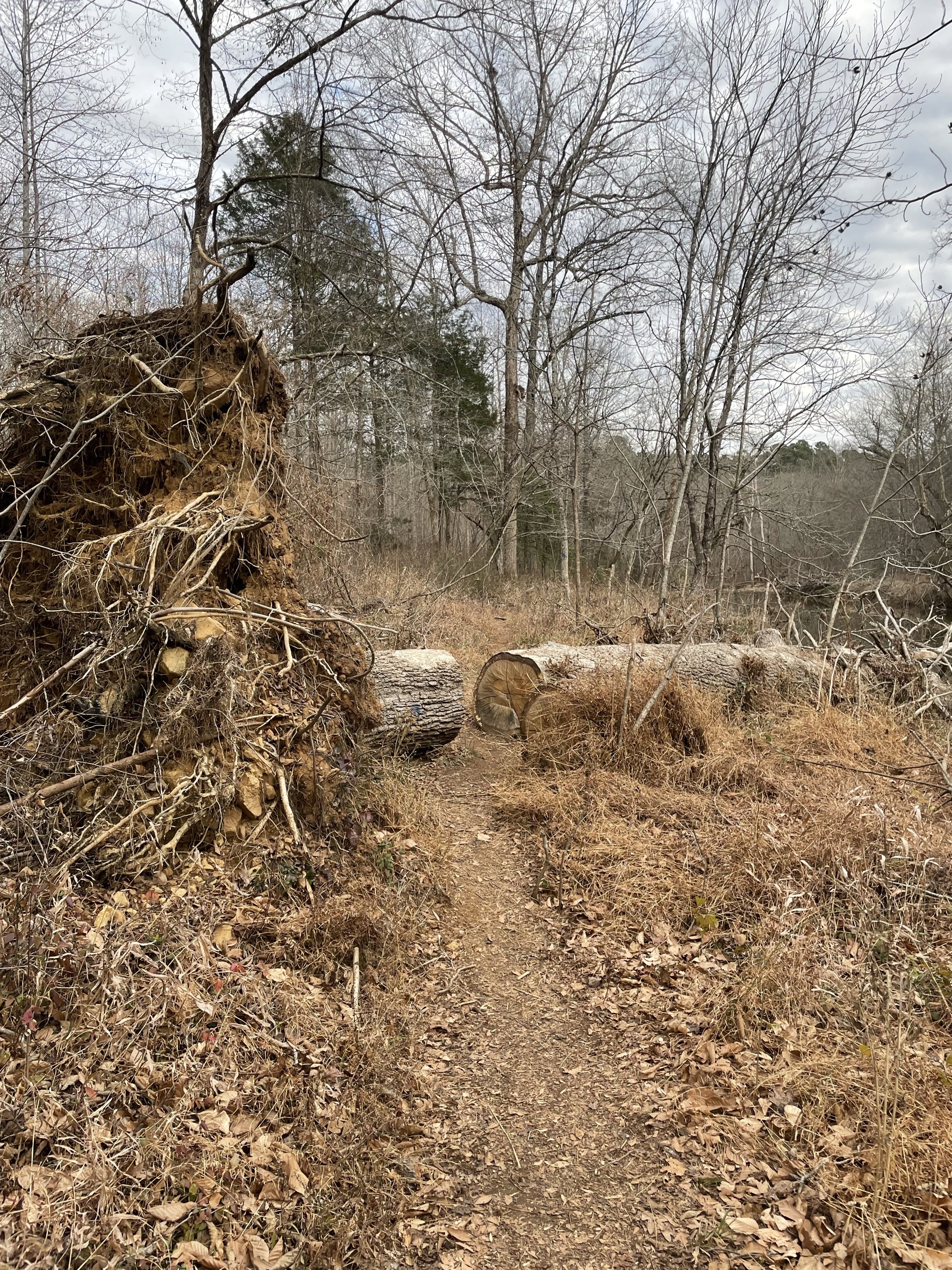 Piney Mountain Trail