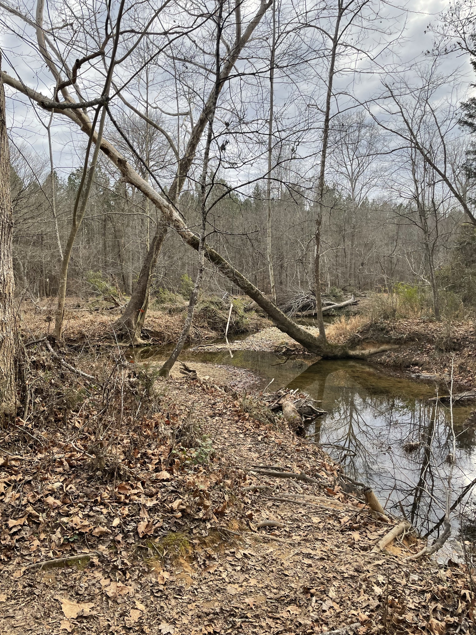 Piney Mountain Trail