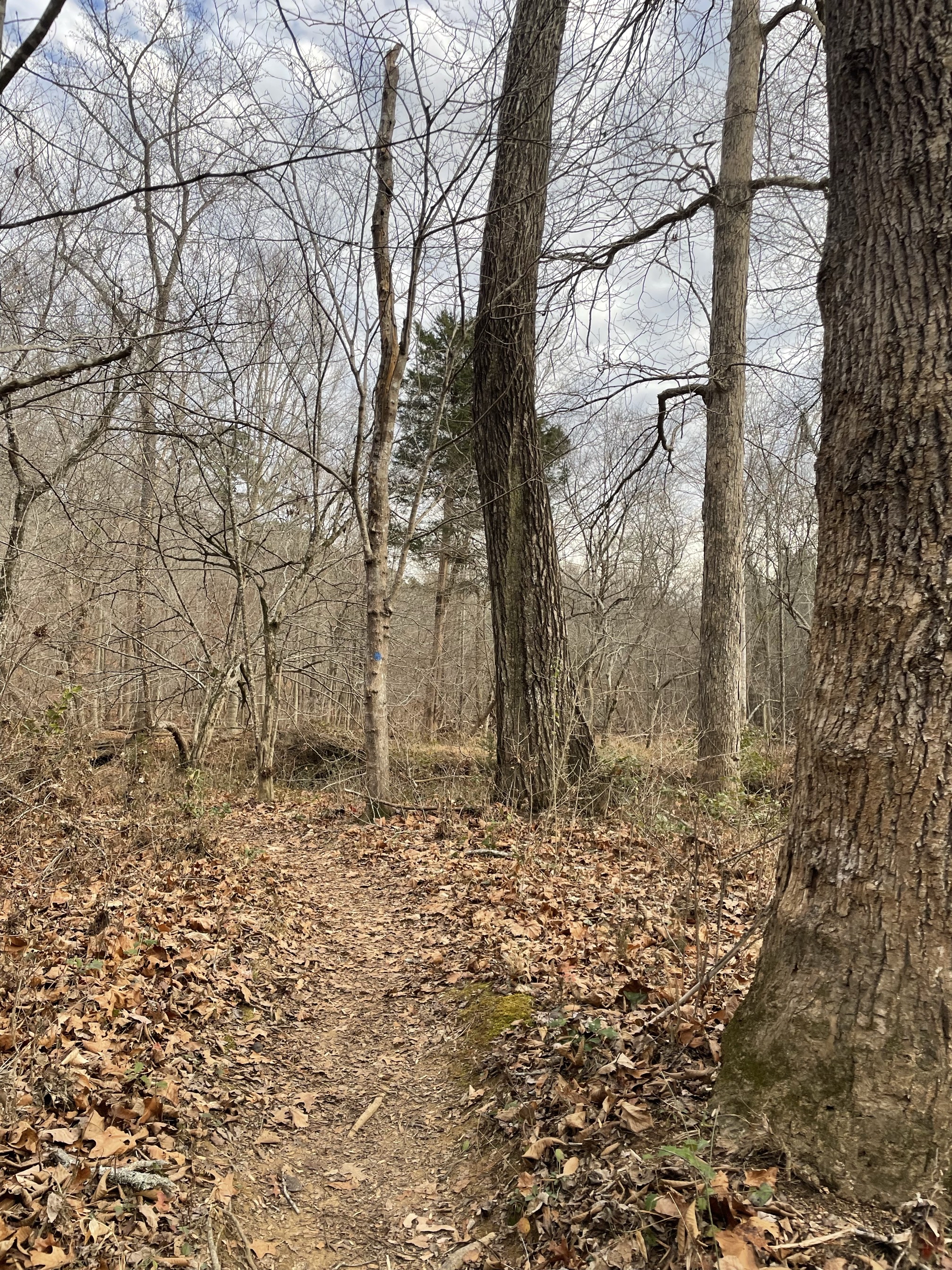 Piney Mountain Trail