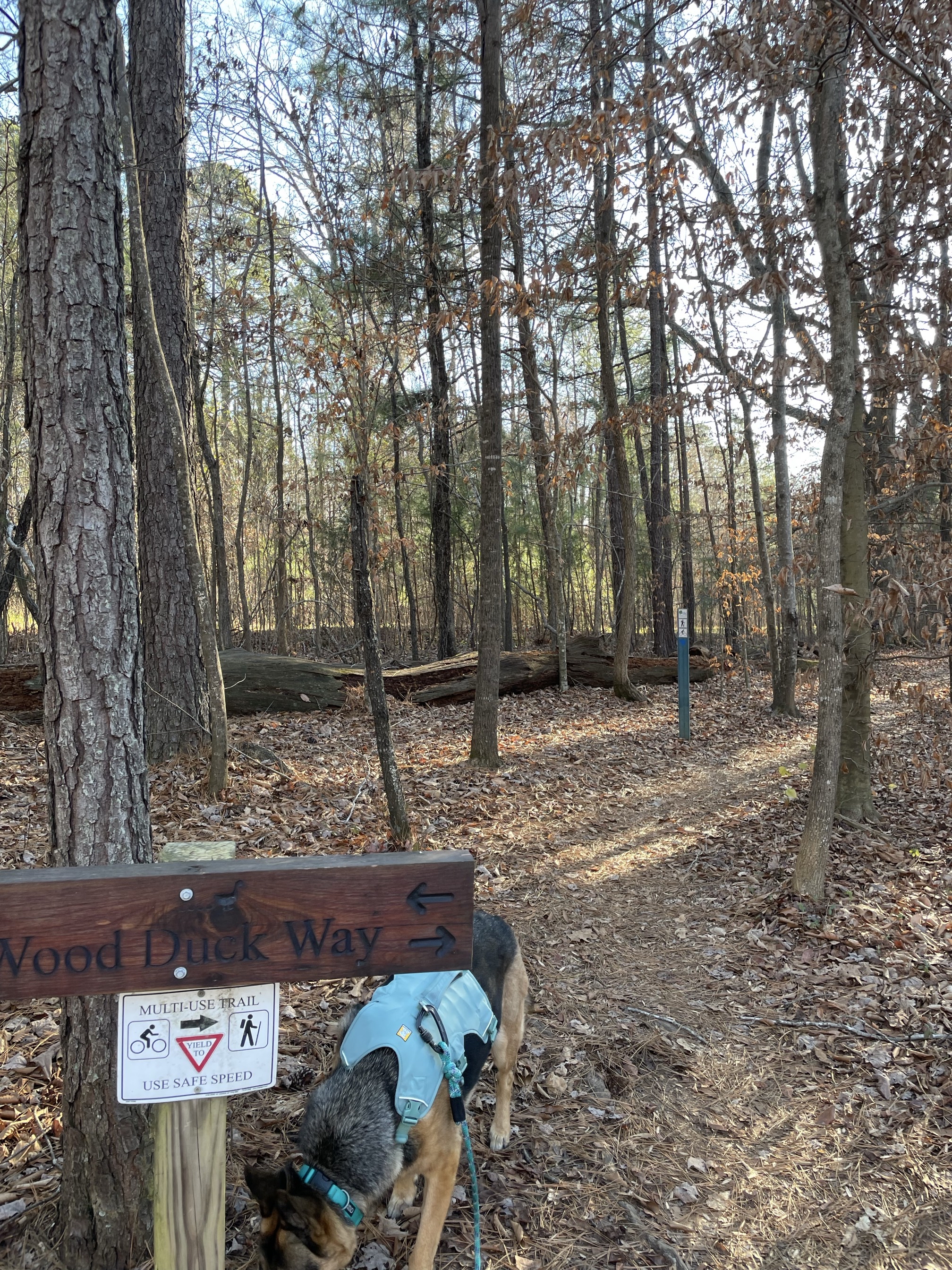 Wood Duck Way