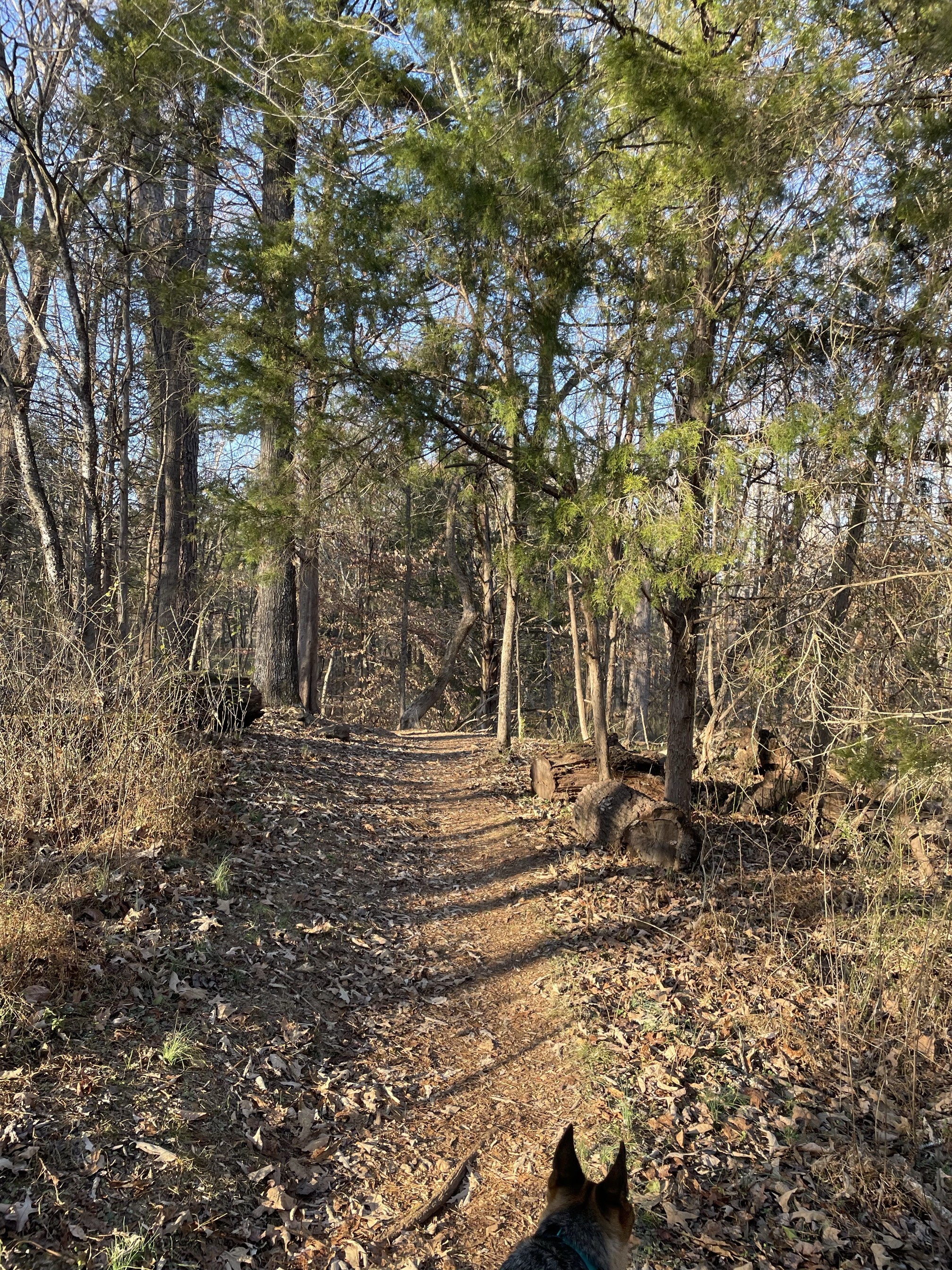 Wood Duck Way