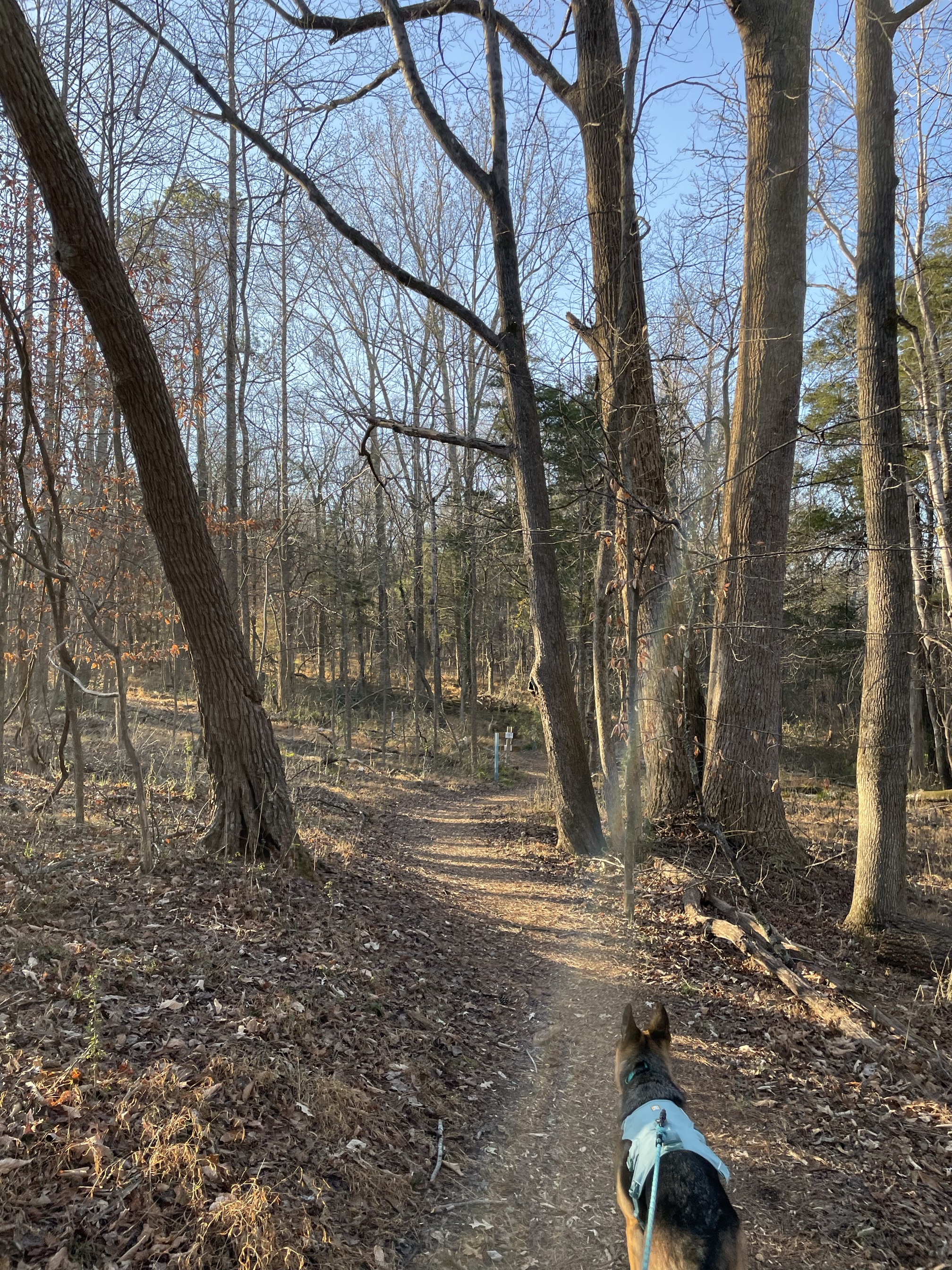 Wood Duck Way