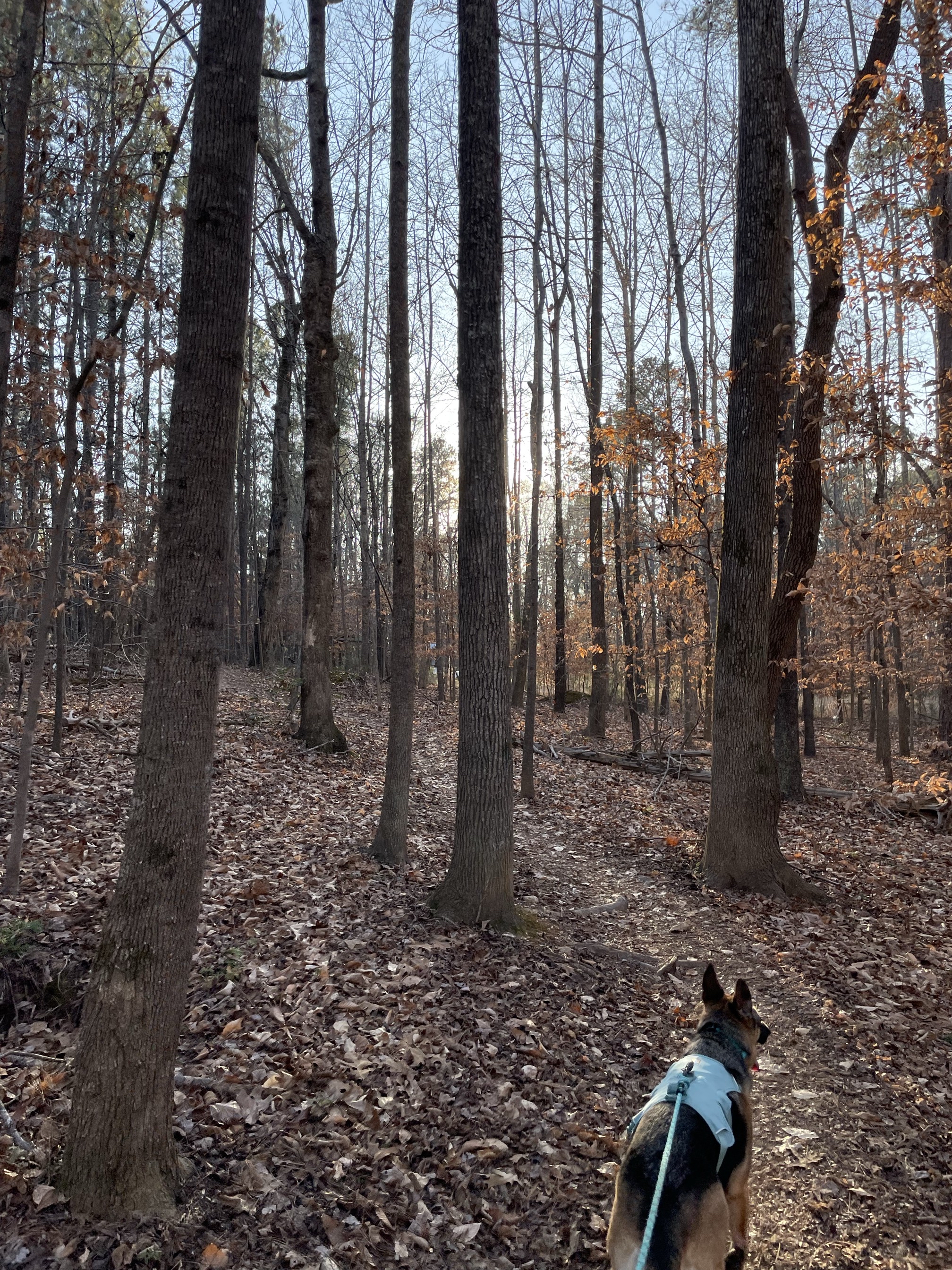 Wood Duck Way
