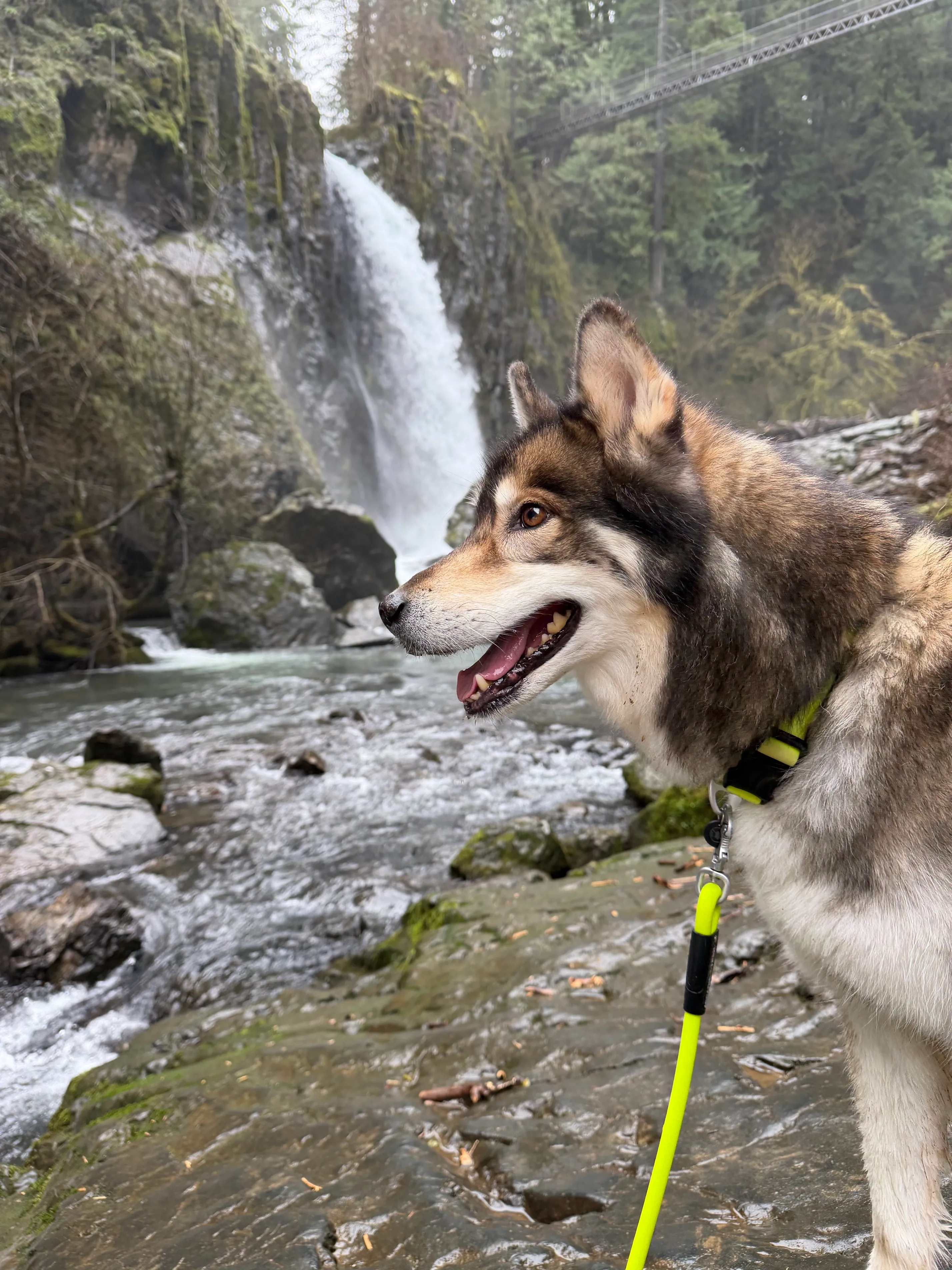 Drift Creek Falls